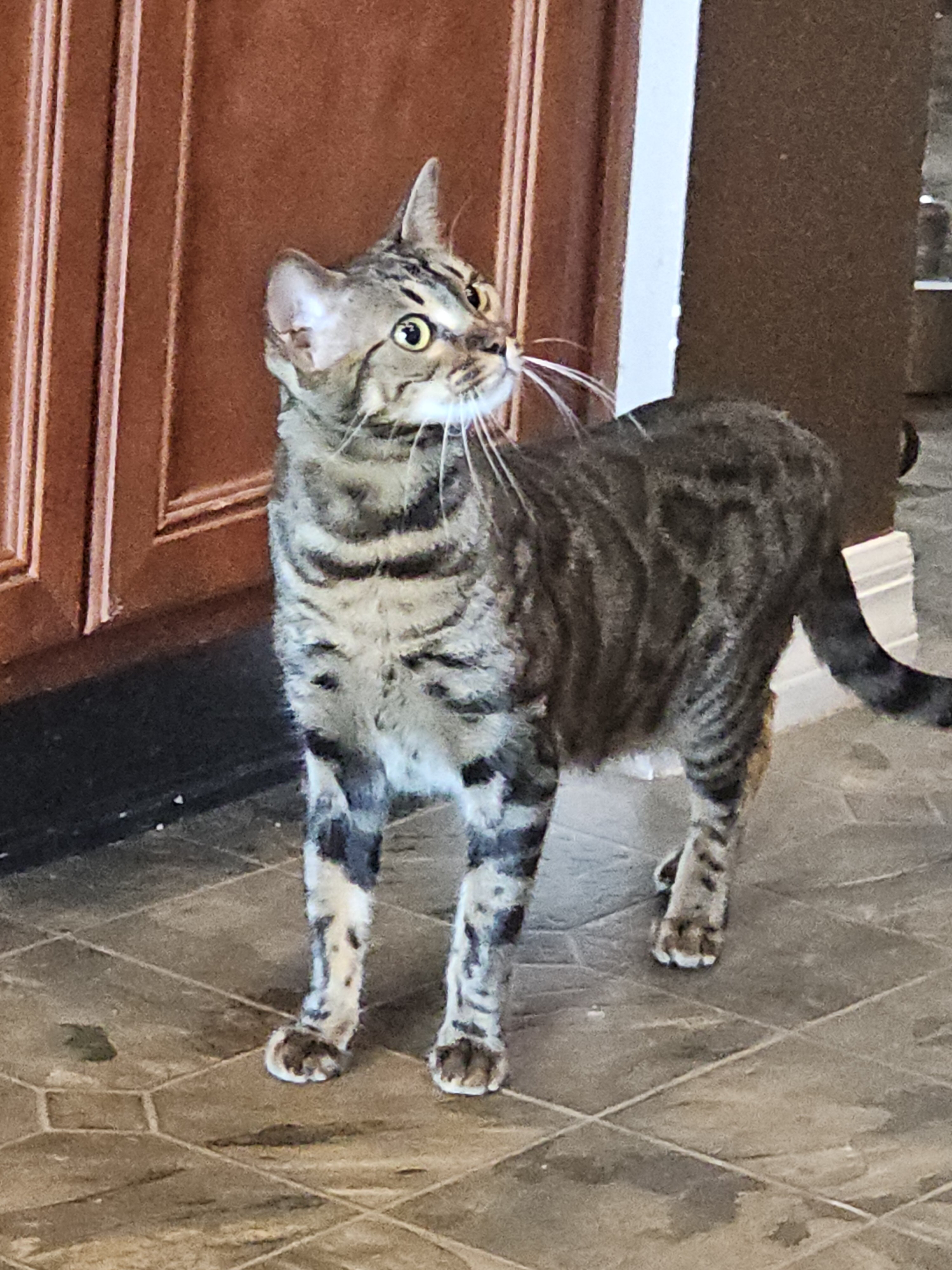 Bengal cats image 5