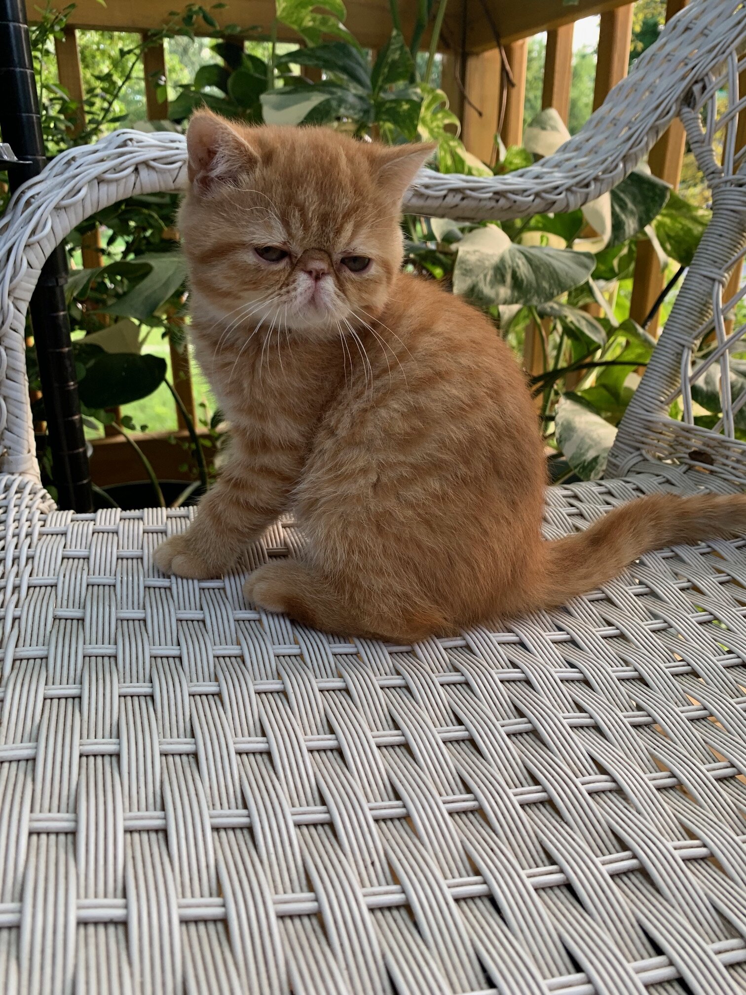 Exotic shorthair Kitten----Girl image 5