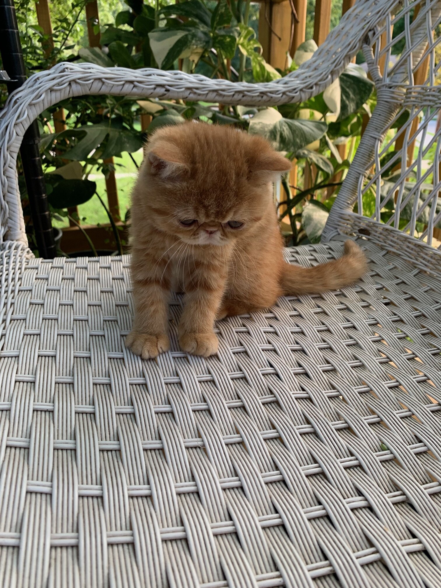 Exotic shorthair Kitten----Girl image 4