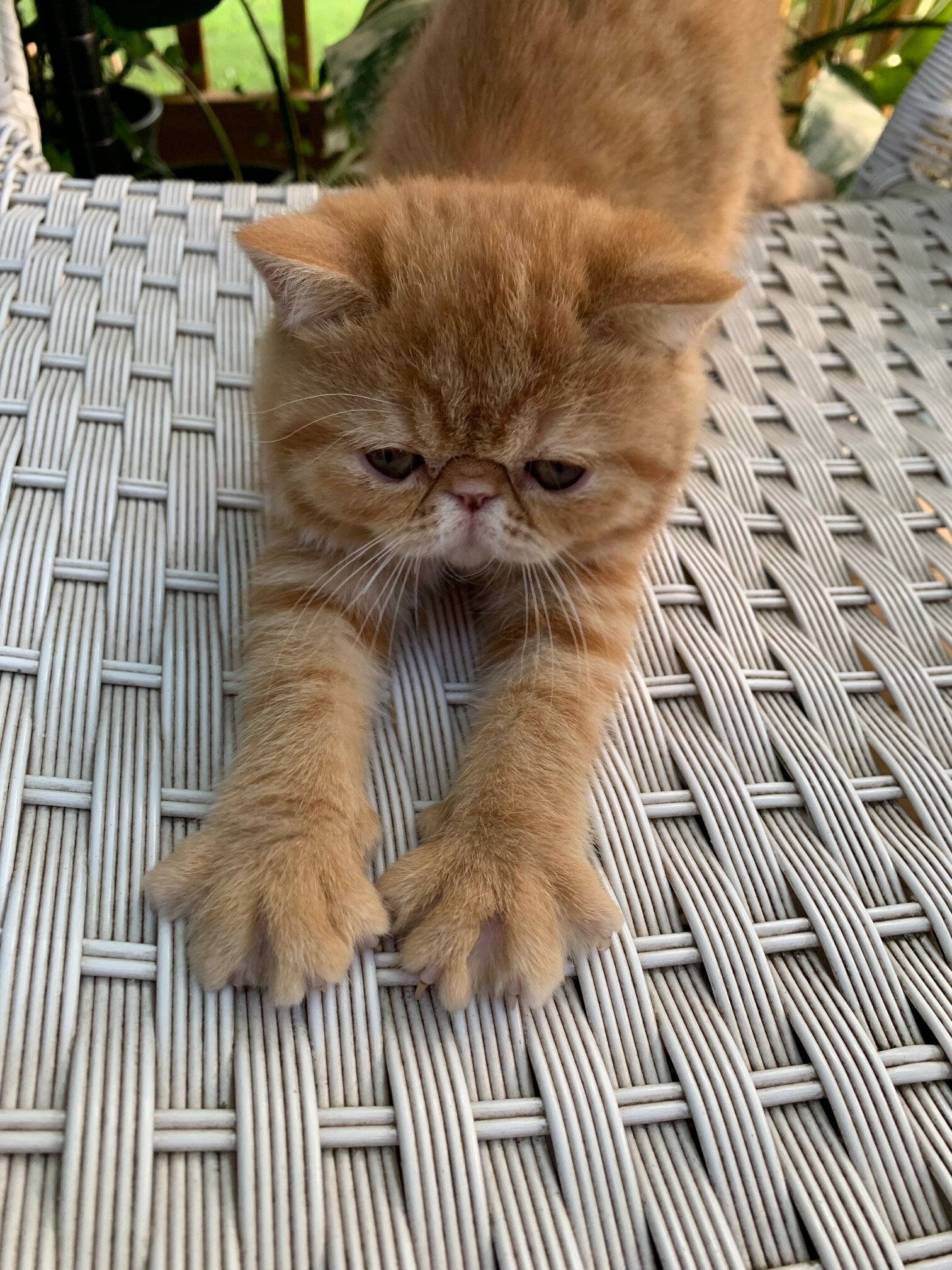 Exotic shorthair Kitten----Girl image 3