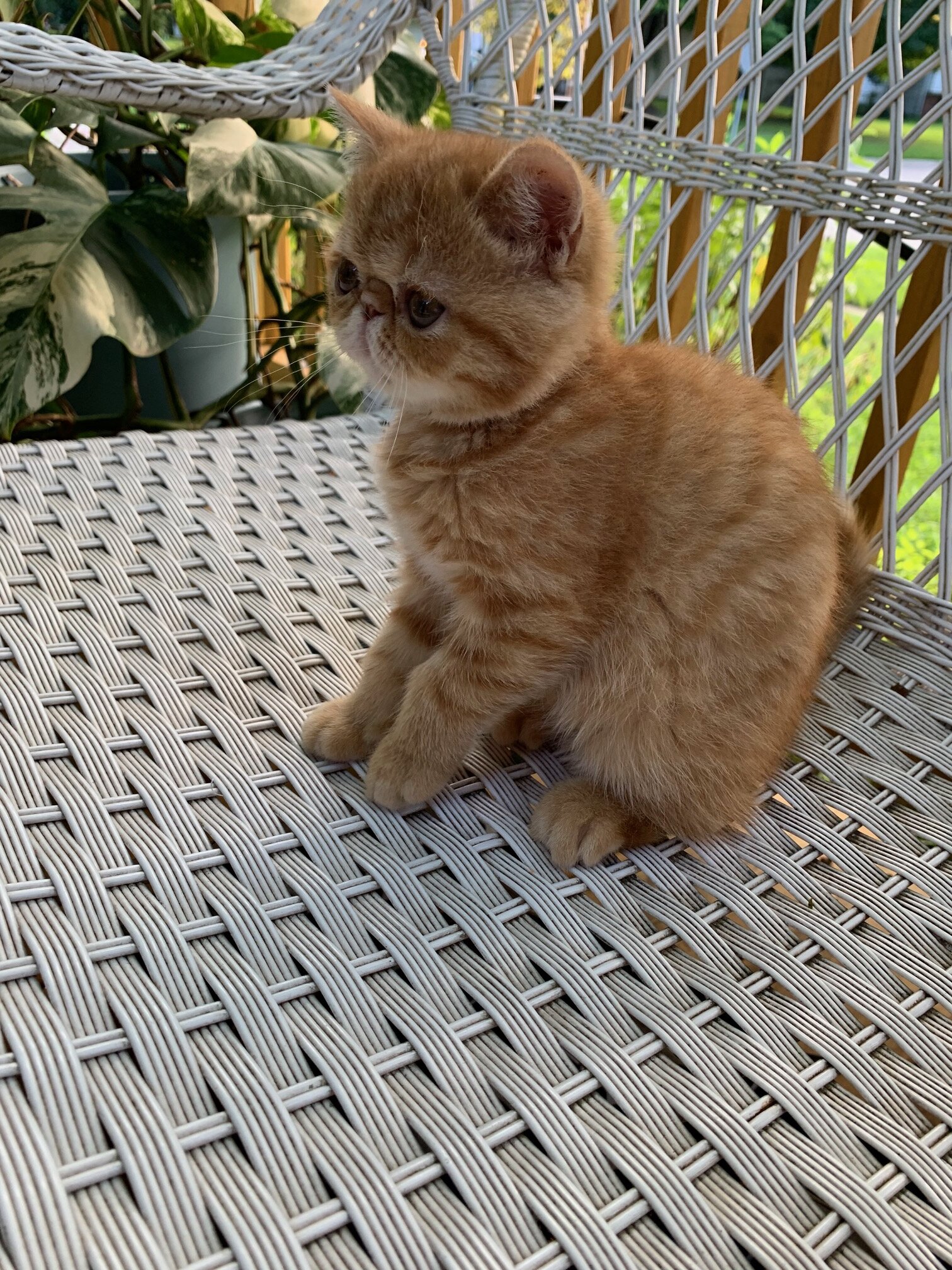 Exotic shorthair Kitten----Girl image 2