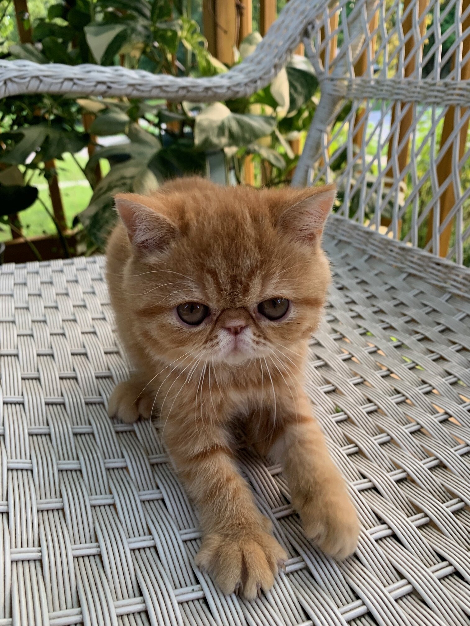 Exotic shorthair Kitten----Girl image 1