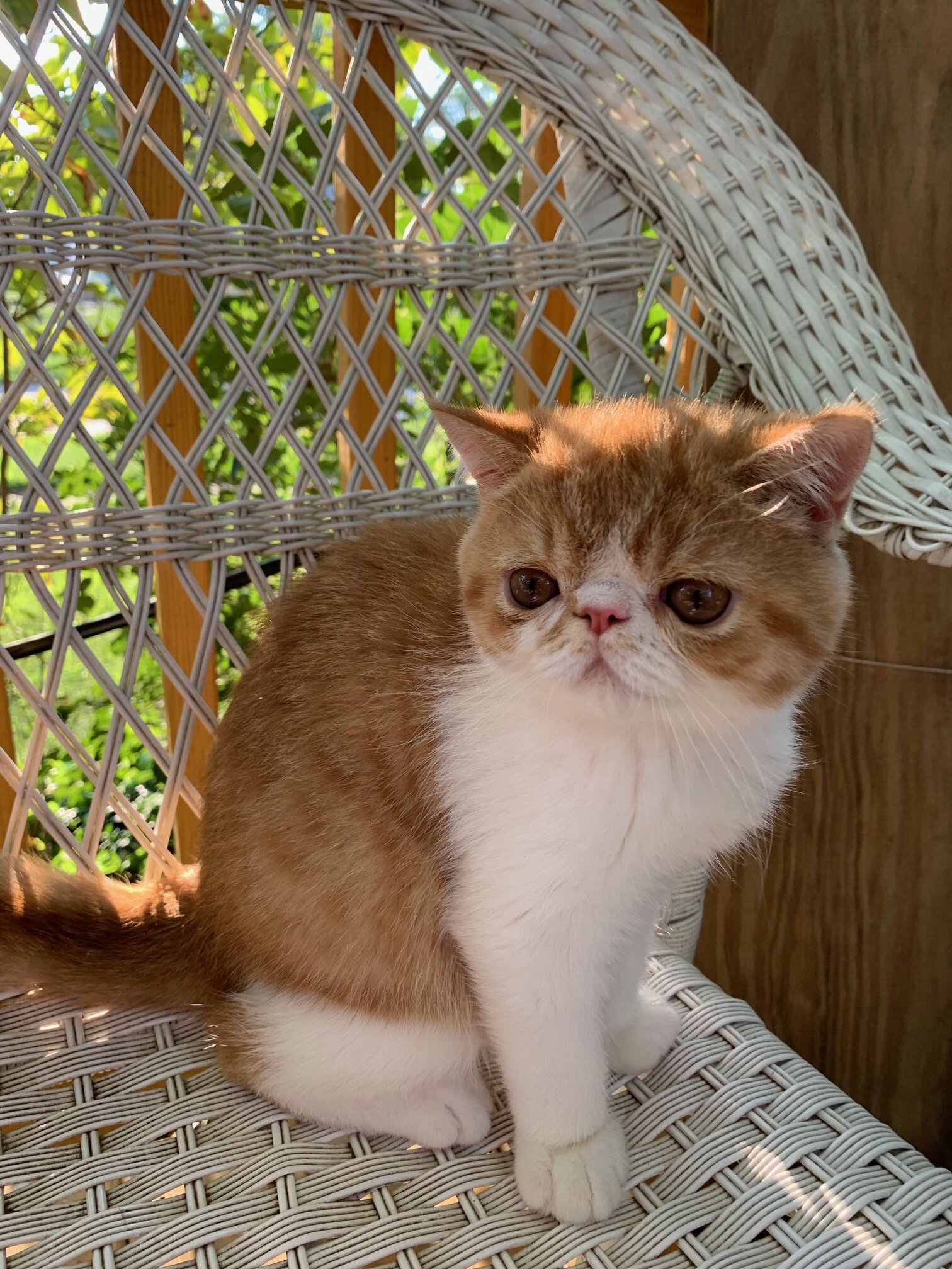 Exotic shorthair kitten ------Boy image 5