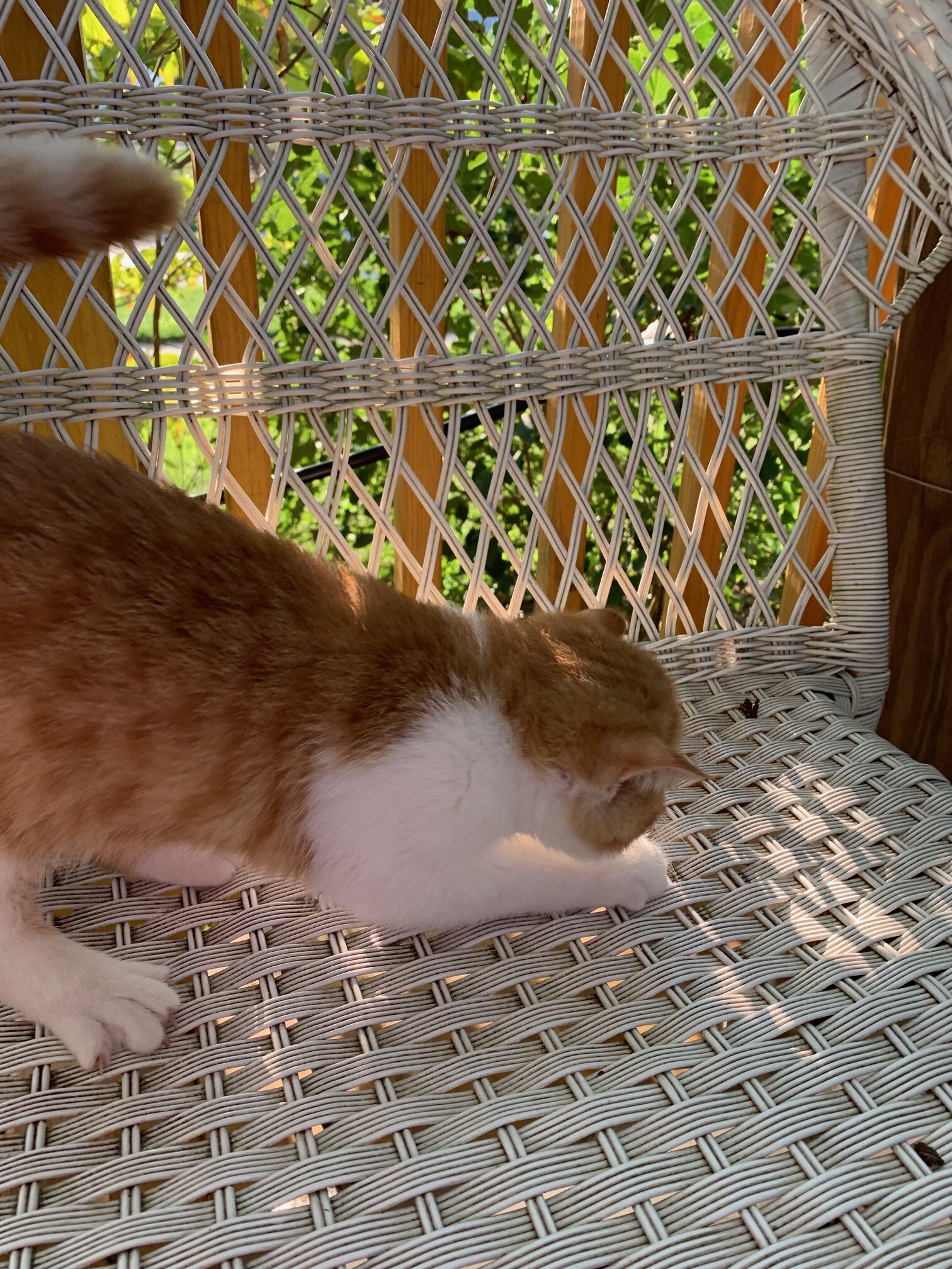 Exotic shorthair kitten ------Boy image 4
