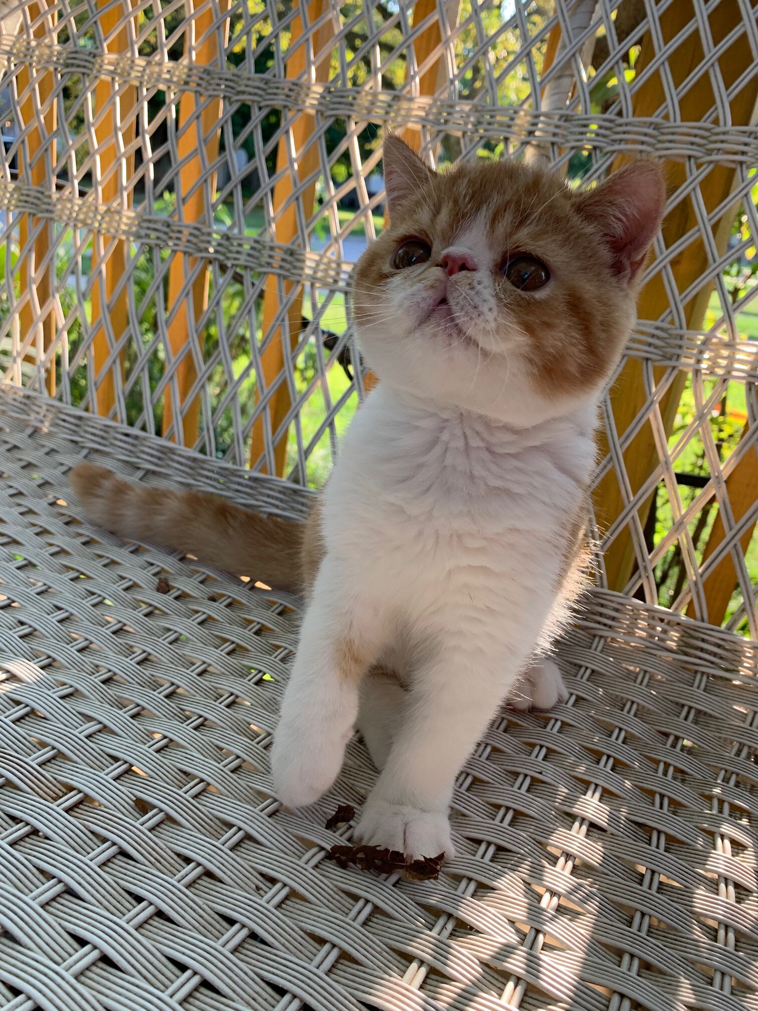 Exotic shorthair kitten ------Boy image 3