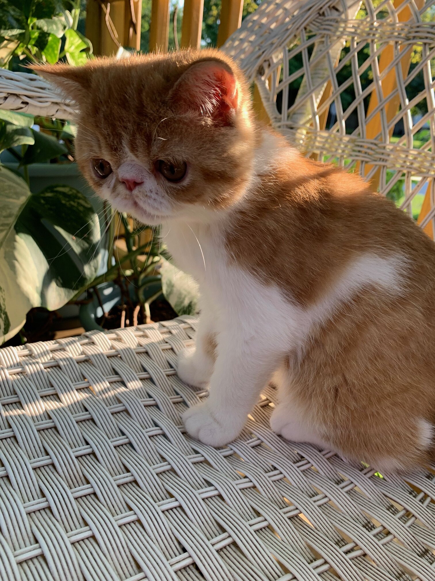 Exotic shorthair kitten ------Boy image 2