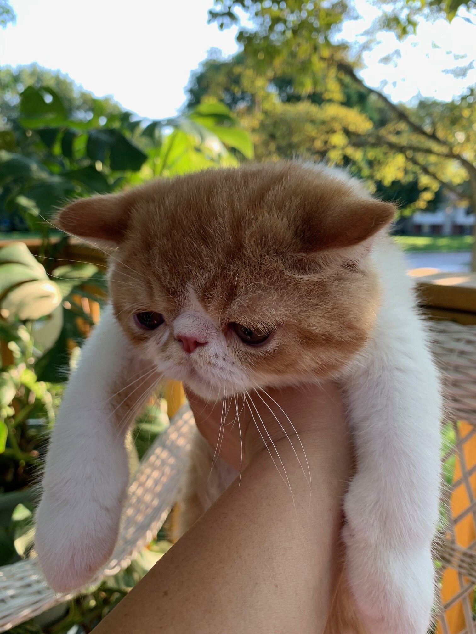 Exotic shorthair kitten ------Boy image 1