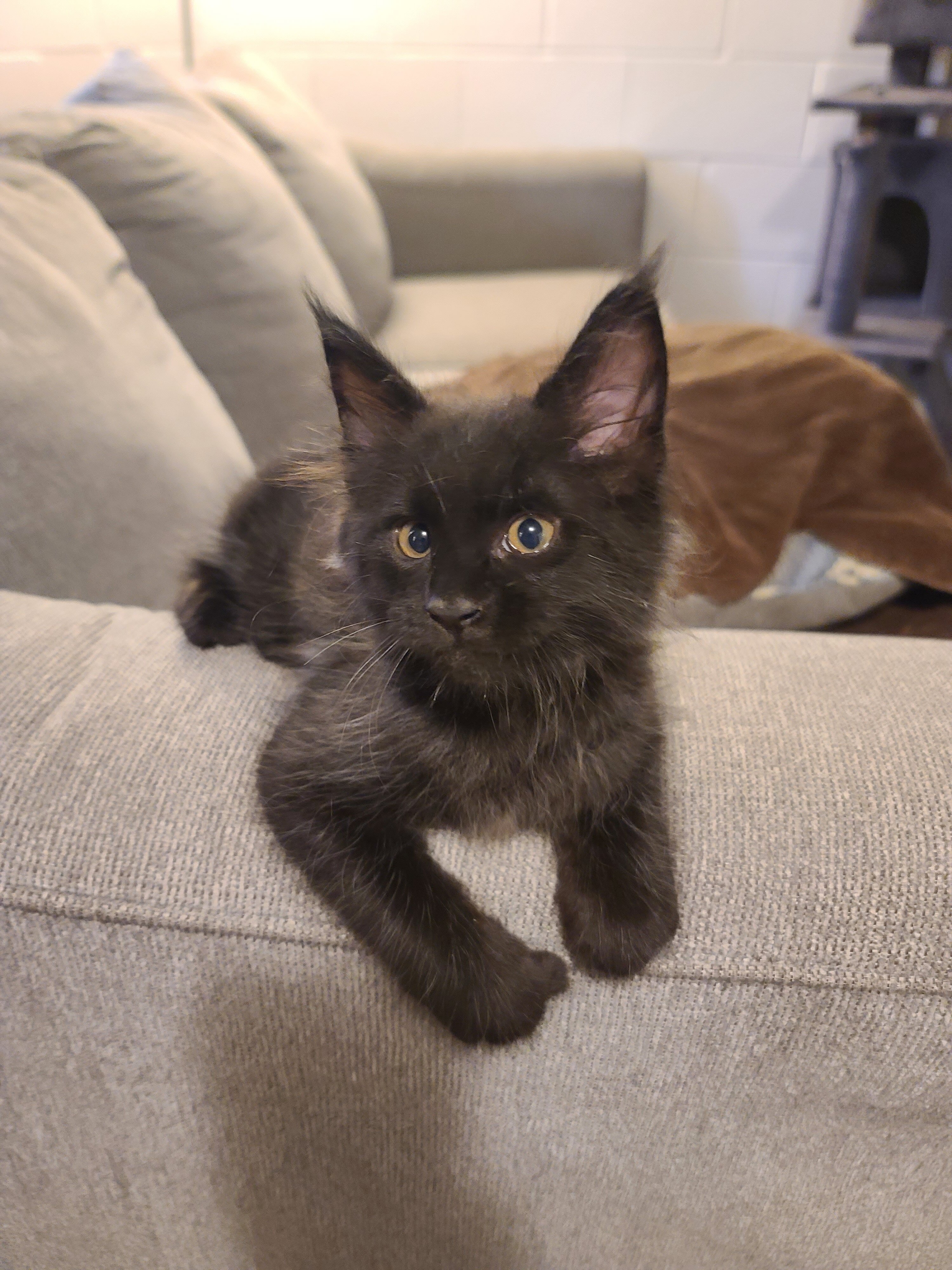 Registered Maine Coon kitten, European bloodlines image 8