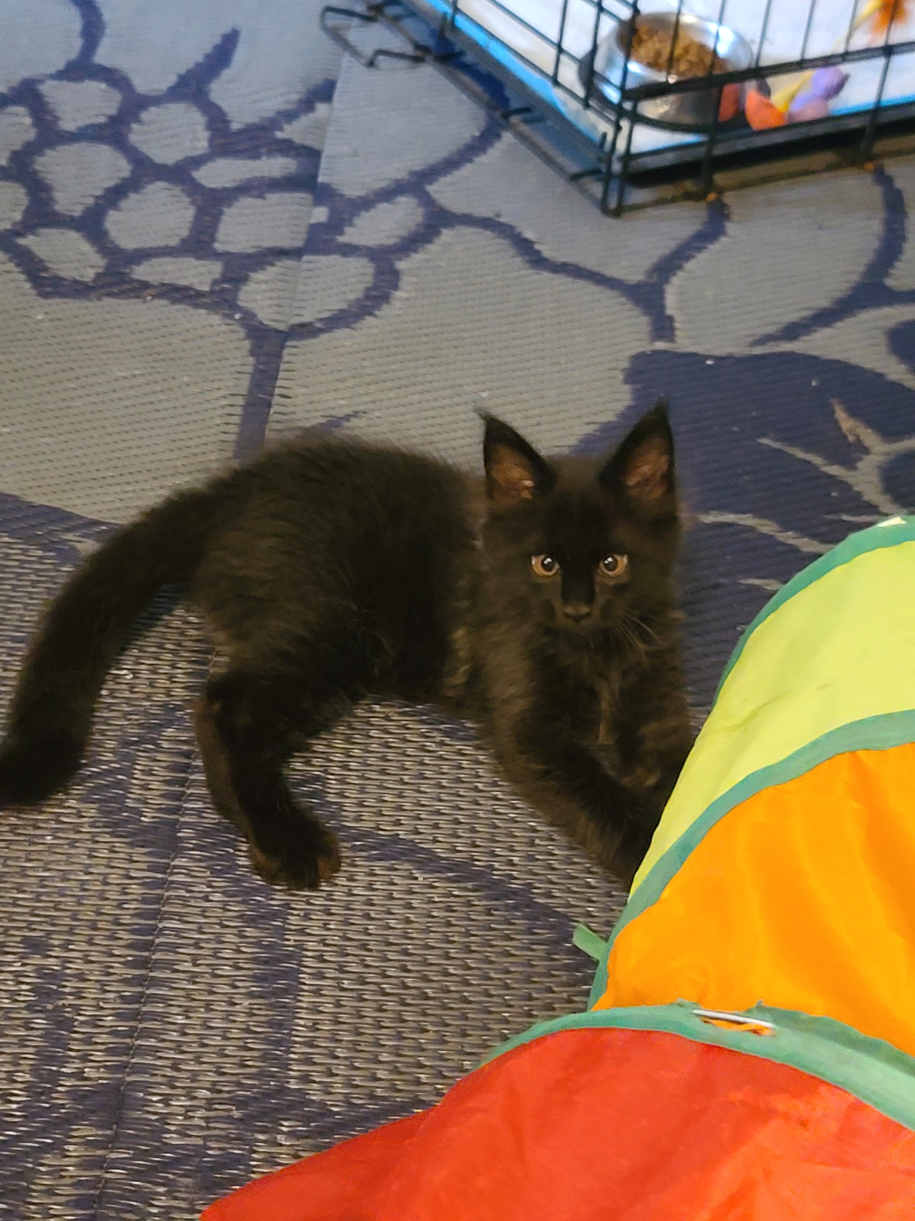 Registered Maine Coon kitten, European bloodlines image 7