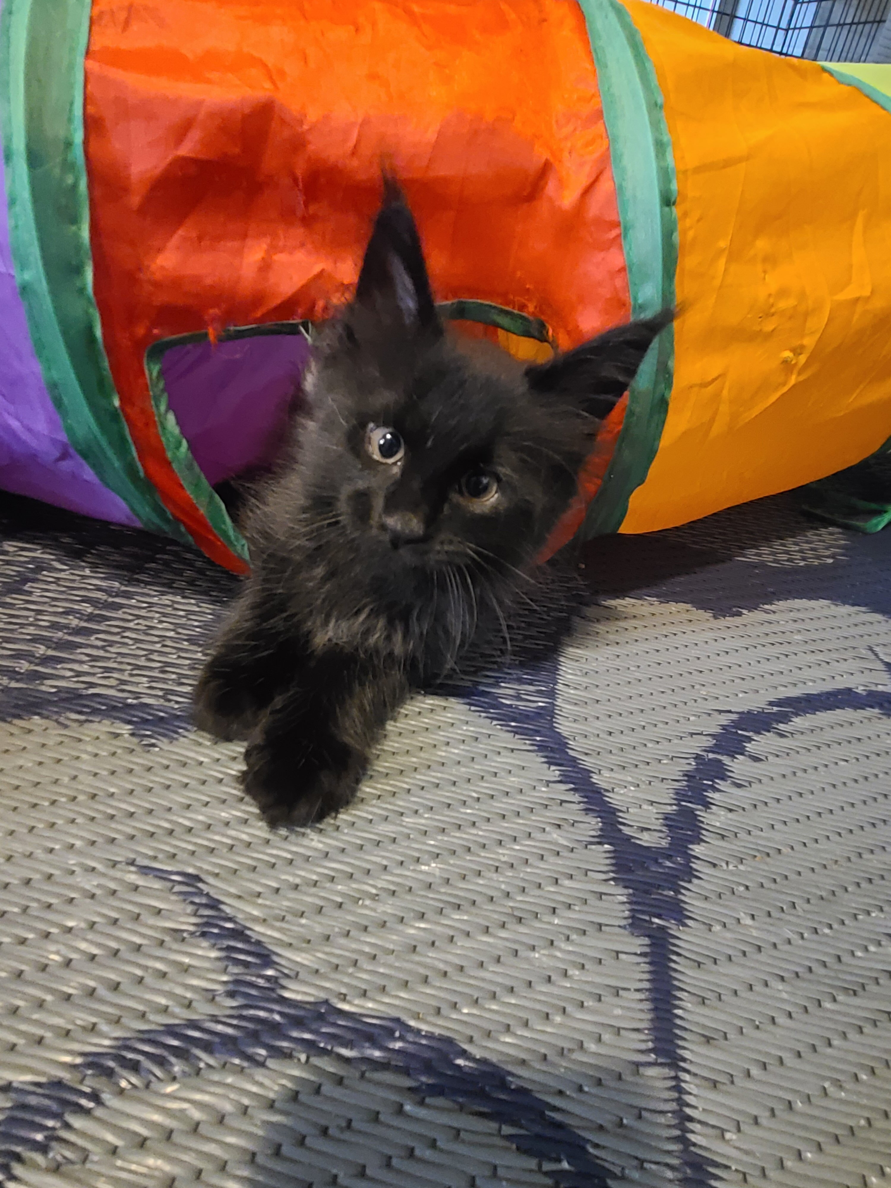 Registered Maine Coon kitten, European bloodlines image 6