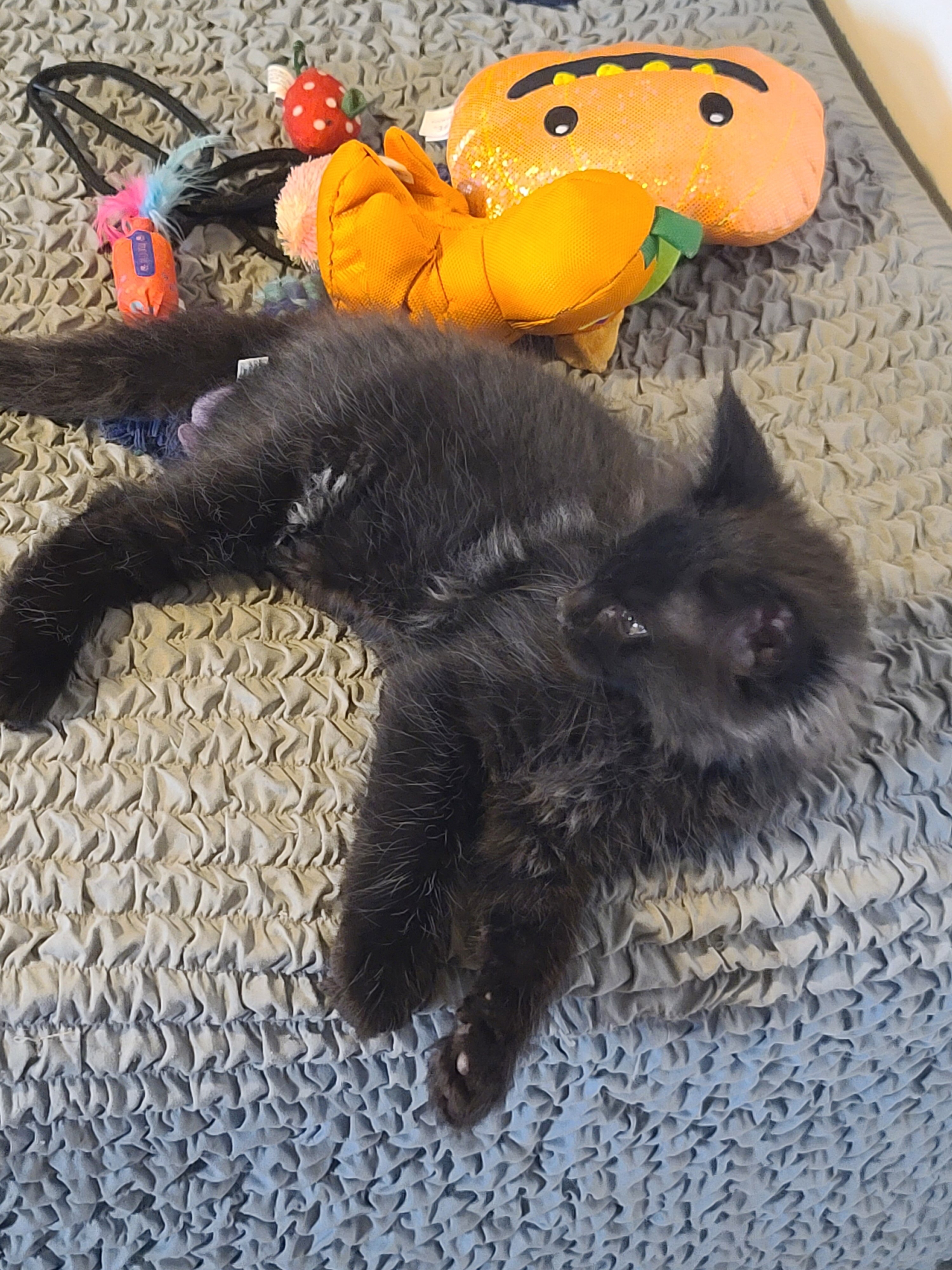 Registered Maine Coon kitten, European bloodlines image 5