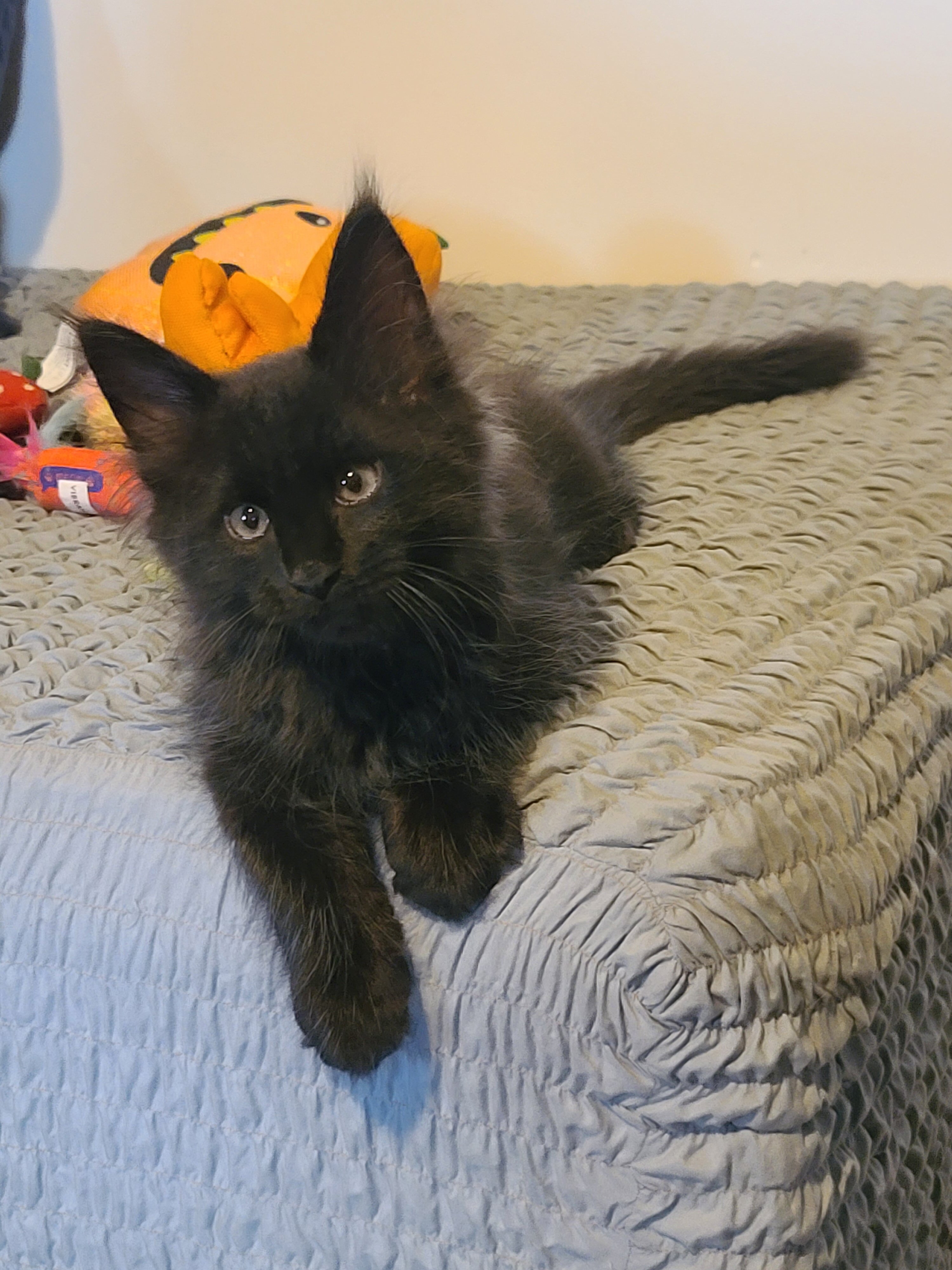 Registered Maine Coon kitten, European bloodlines image 4