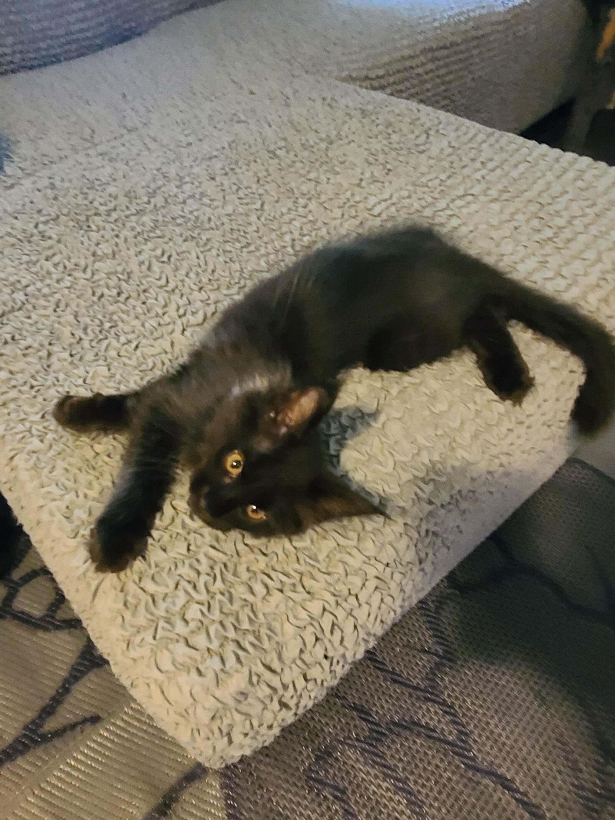 Registered Maine Coon kitten, European bloodlines image 3