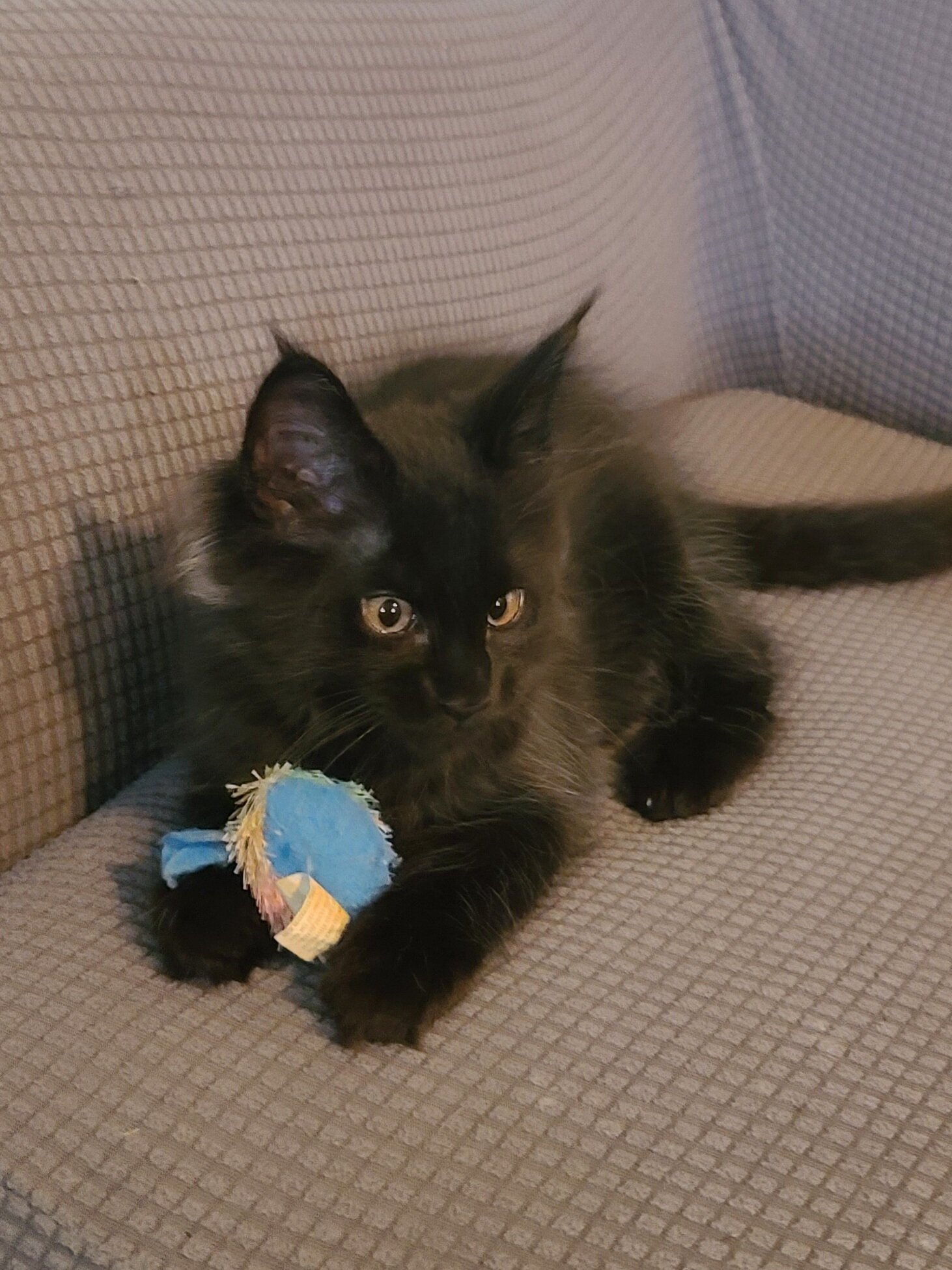 Registered Maine Coon kitten, European bloodlines image 1