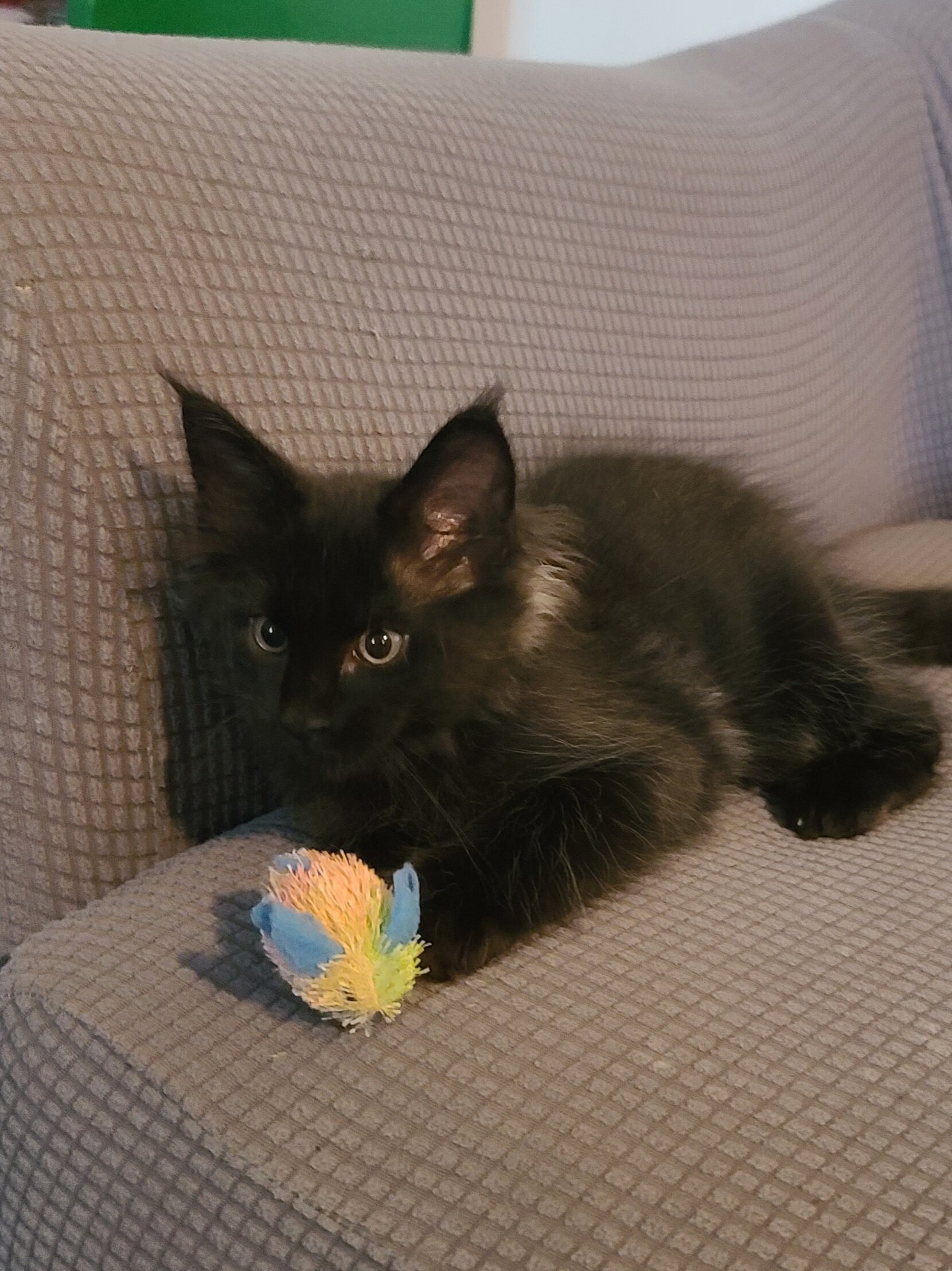 Registered Maine Coon kitten, European bloodlines image 2