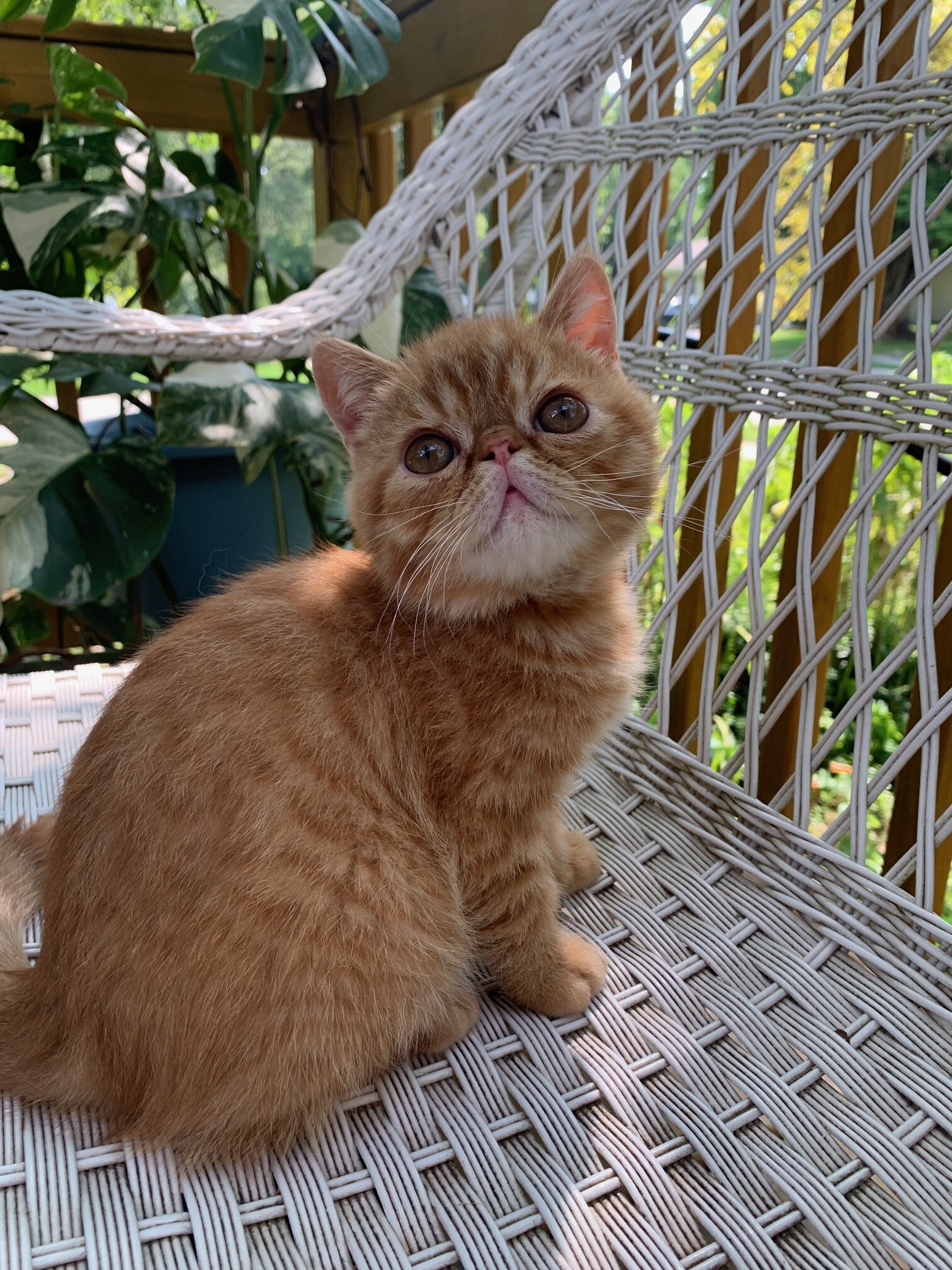 exotic shorthair kitten ----Boy image 6