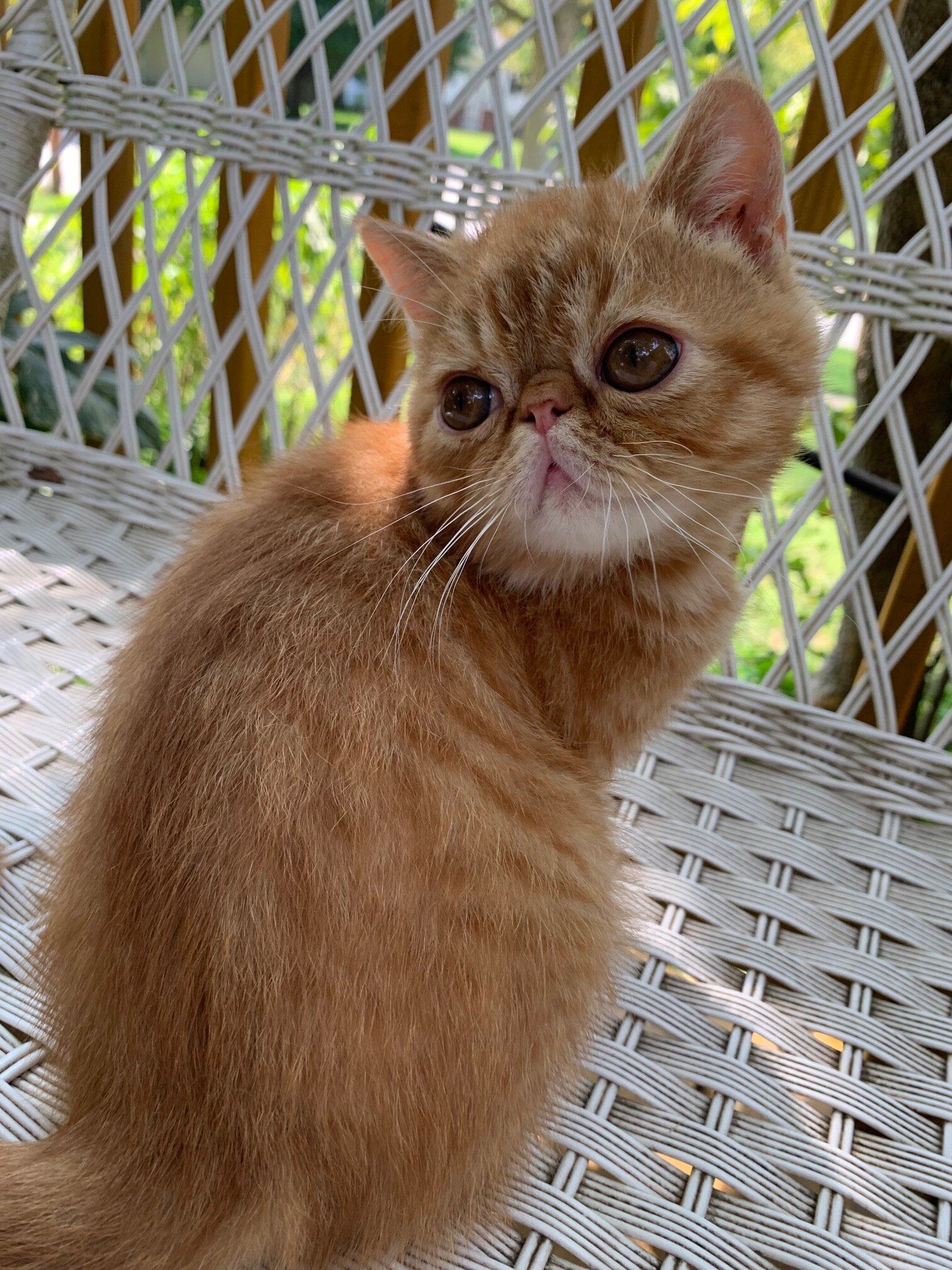 exotic shorthair kitten ----Boy image 5