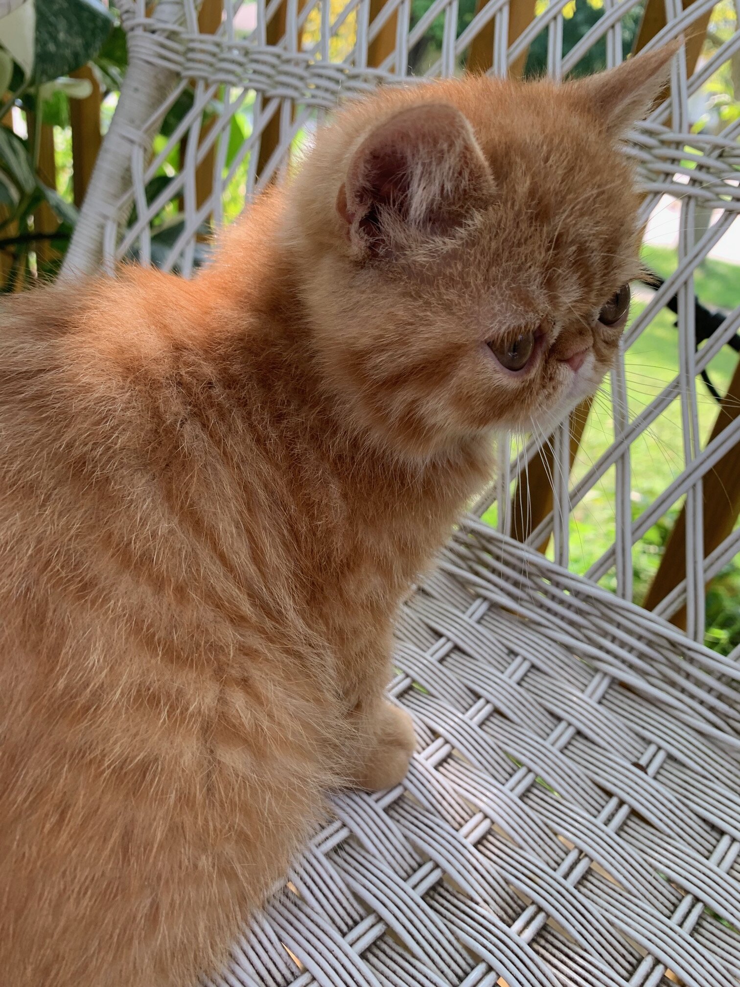 exotic shorthair kitten ----Boy image 4