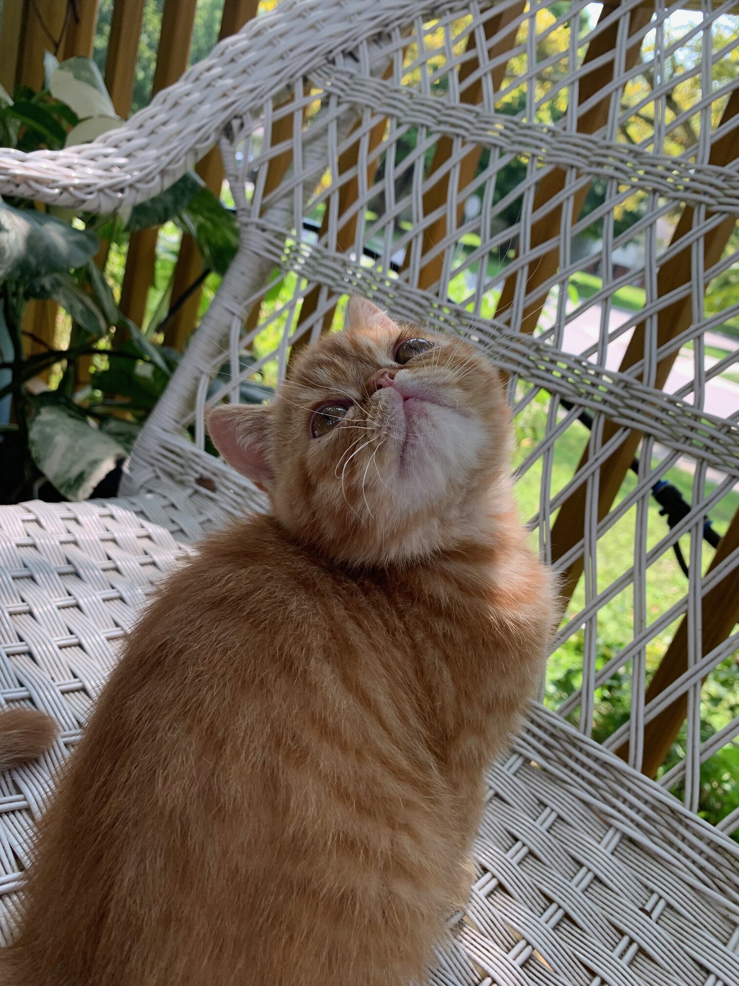 exotic shorthair kitten ----Boy image 3