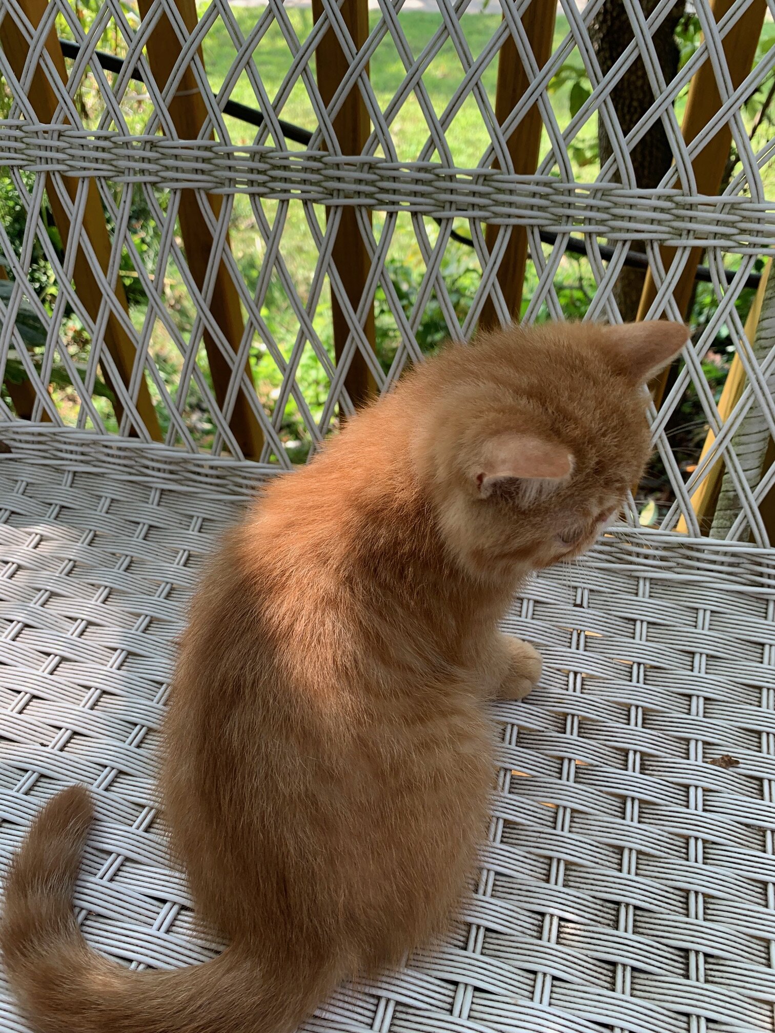 exotic shorthair kitten ----Boy image 1