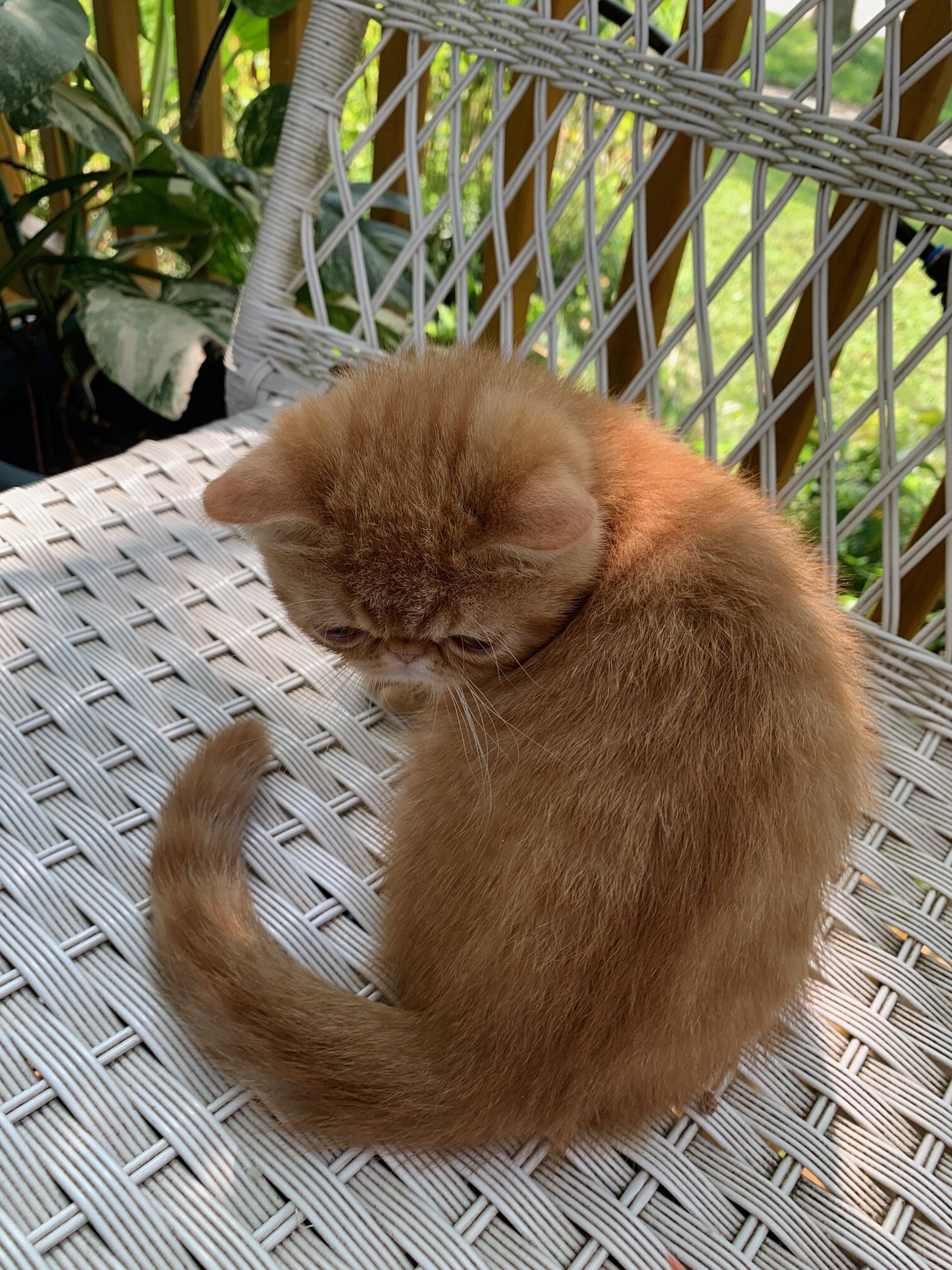 exotic shorthair kitten ----Boy image 2