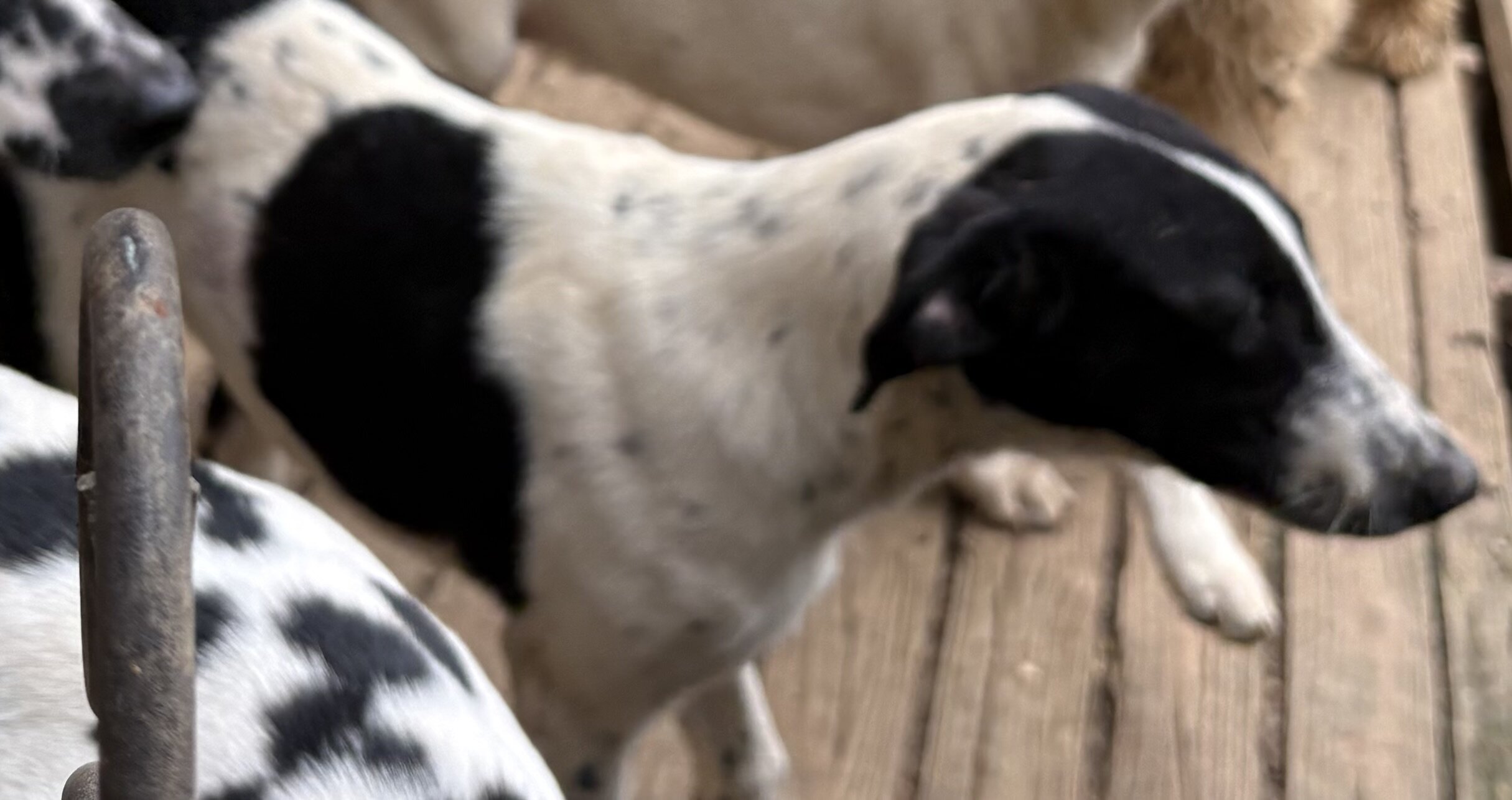 Dalmatian/Whippet Mix image 3