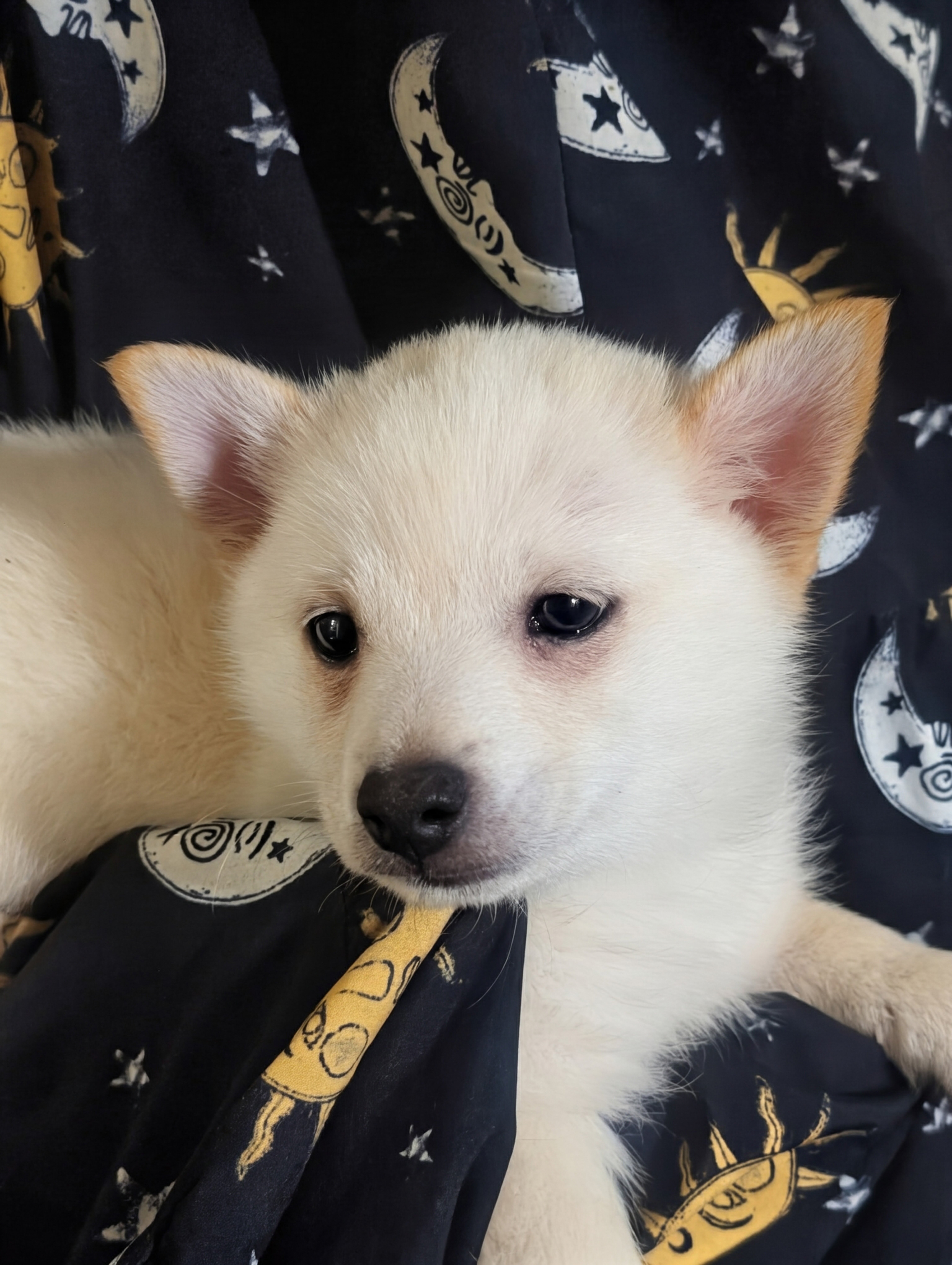 Schipperke Puppies image 1