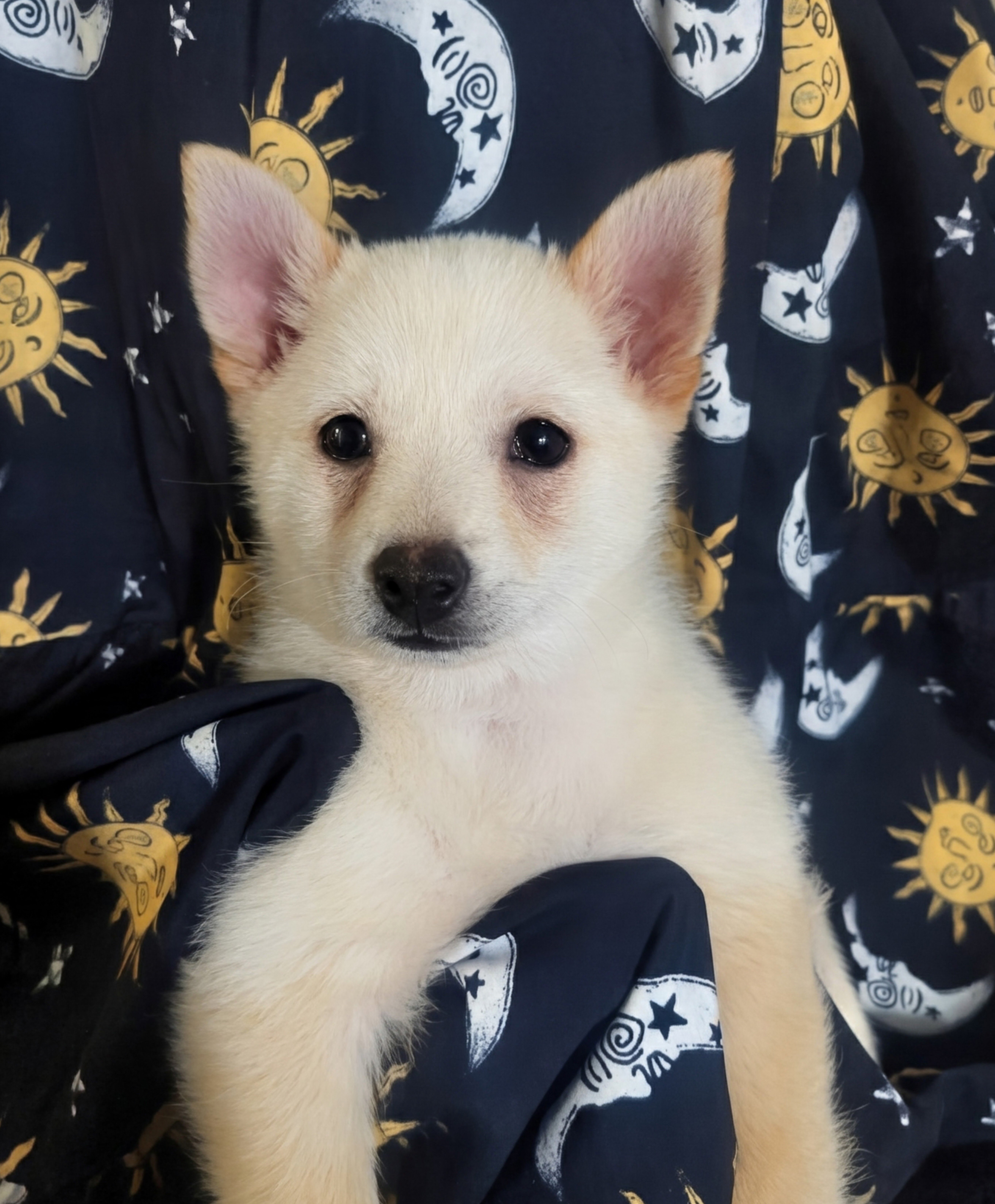 Schipperke Puppies image 2