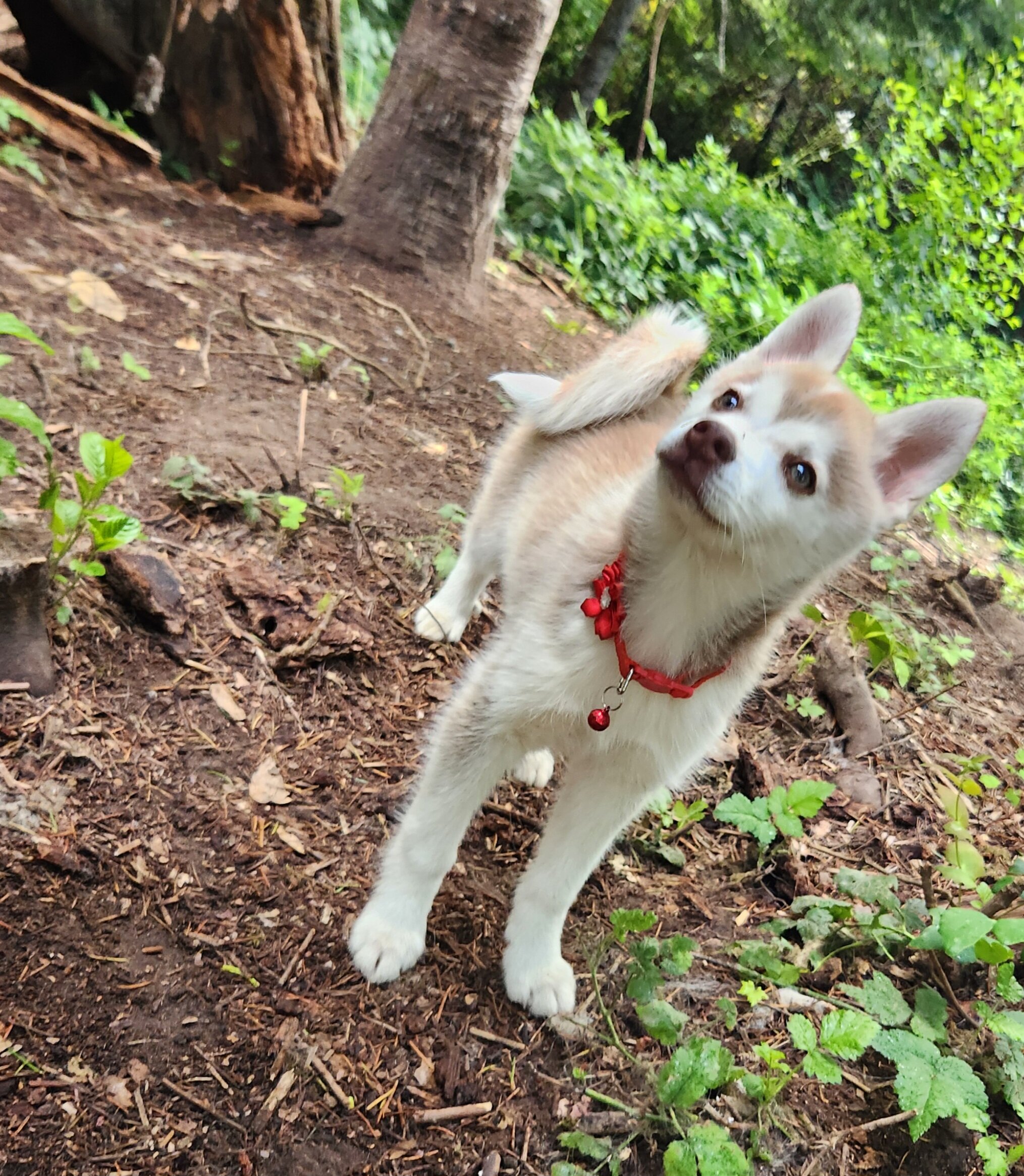 Alaskan Klee Kai puppy image 3