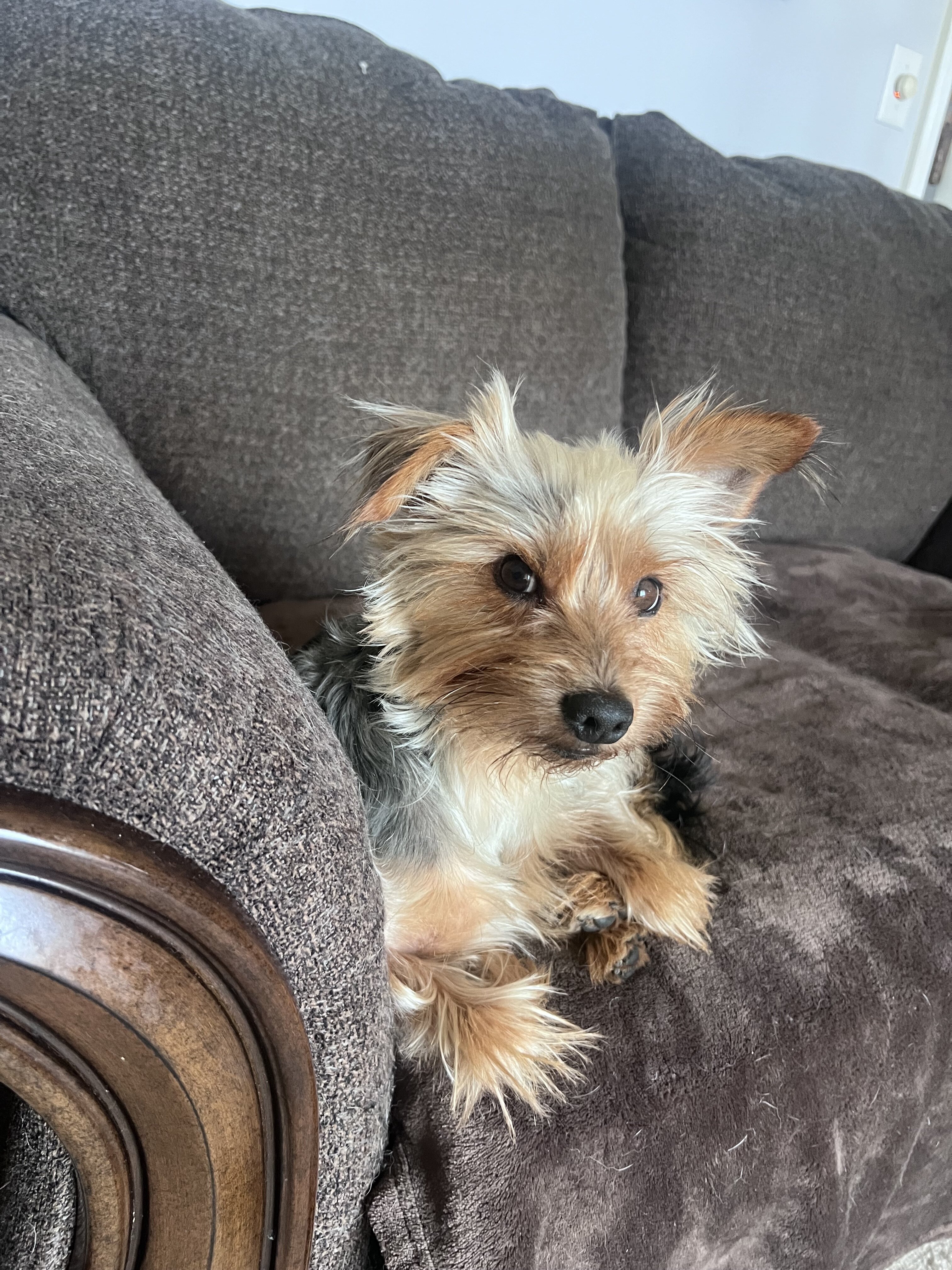Male Yorkie image 1