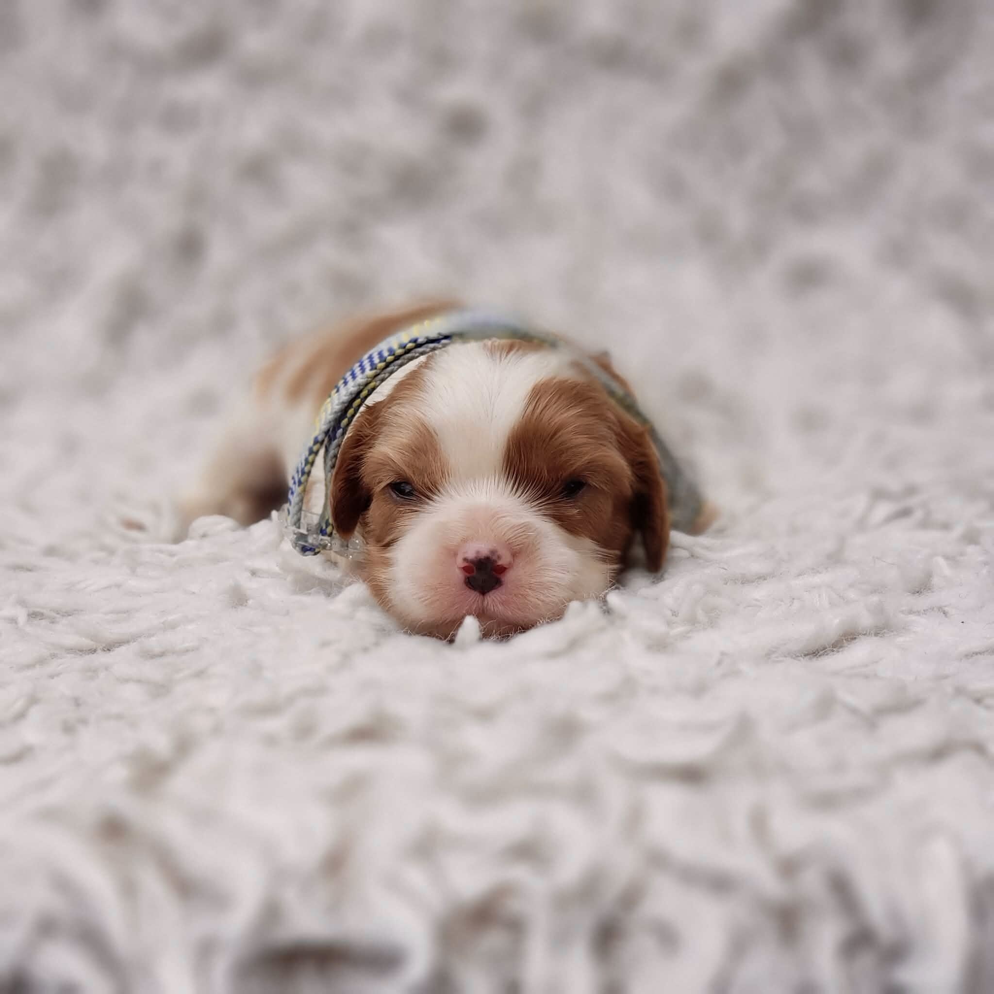 AKC Remi image 4