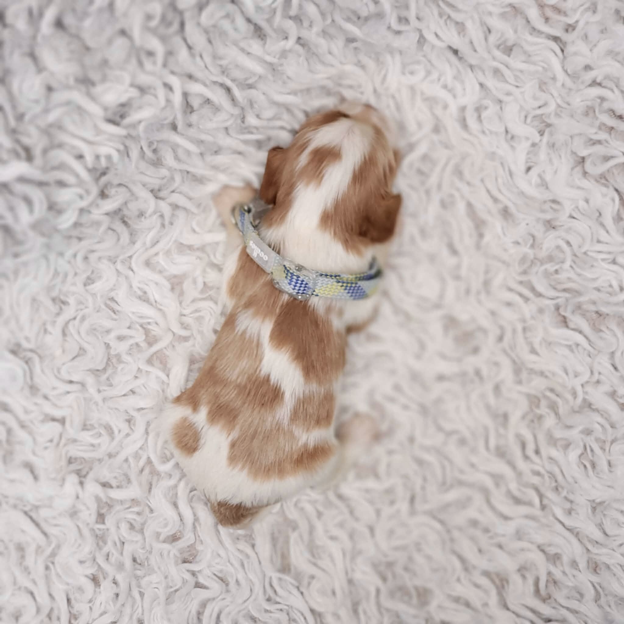 AKC Remi image 6