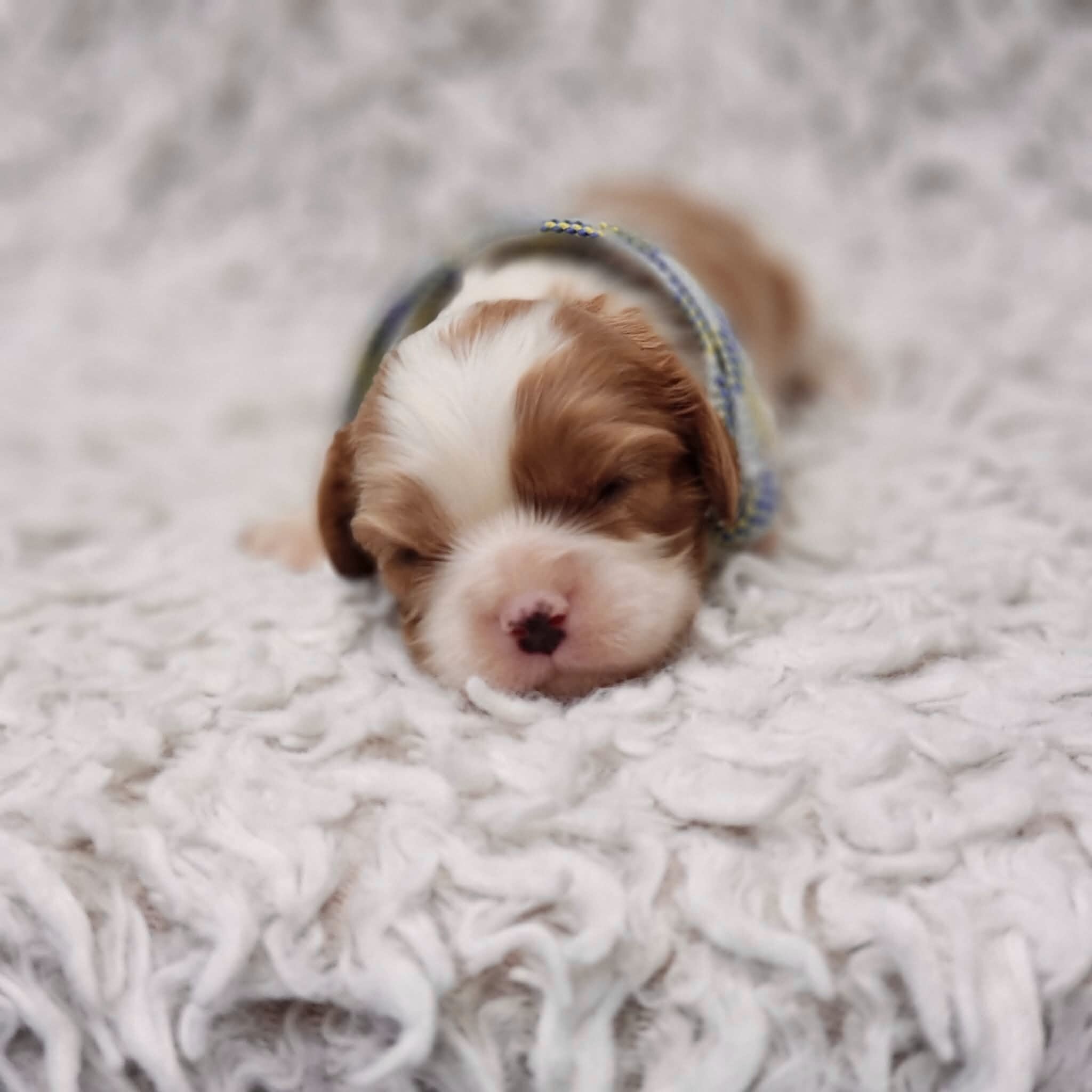 AKC Remi image 5