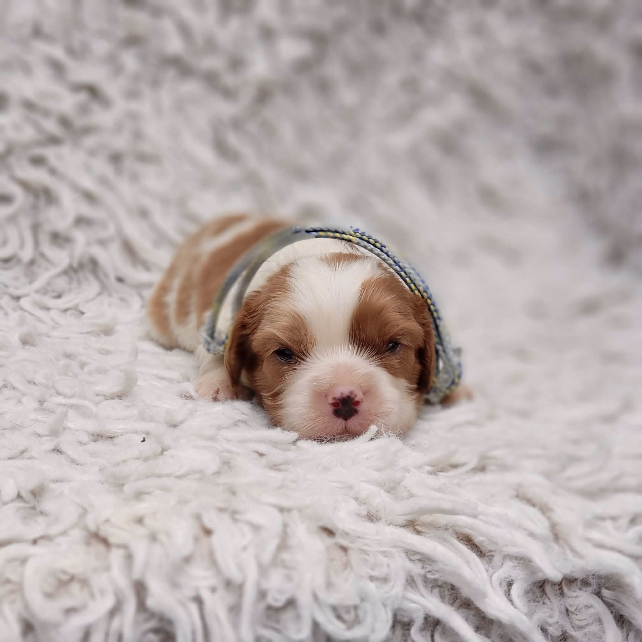 AKC Remi image 2