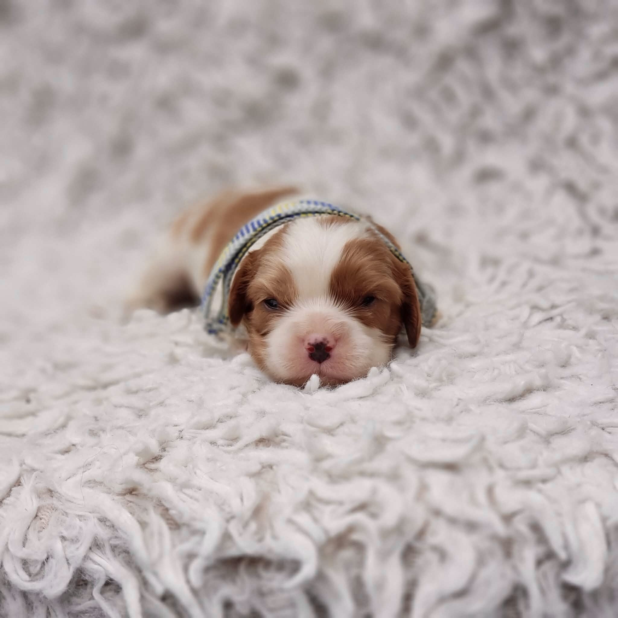 AKC Remi image 3