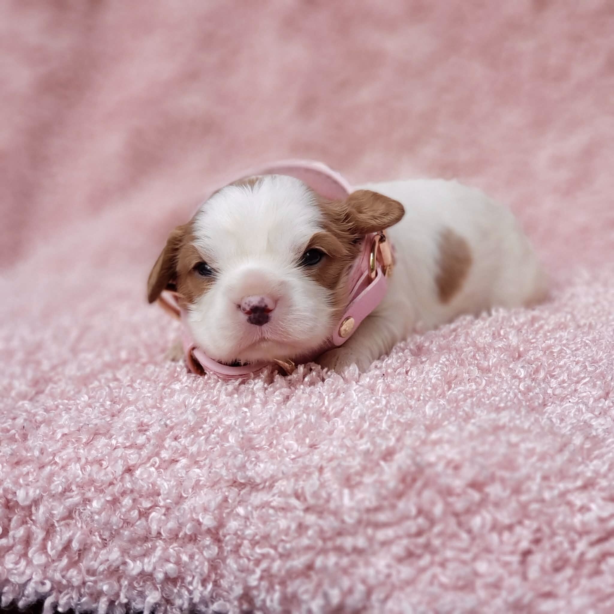 Gracie AKC Cavalier King Charles Spaniel image 6