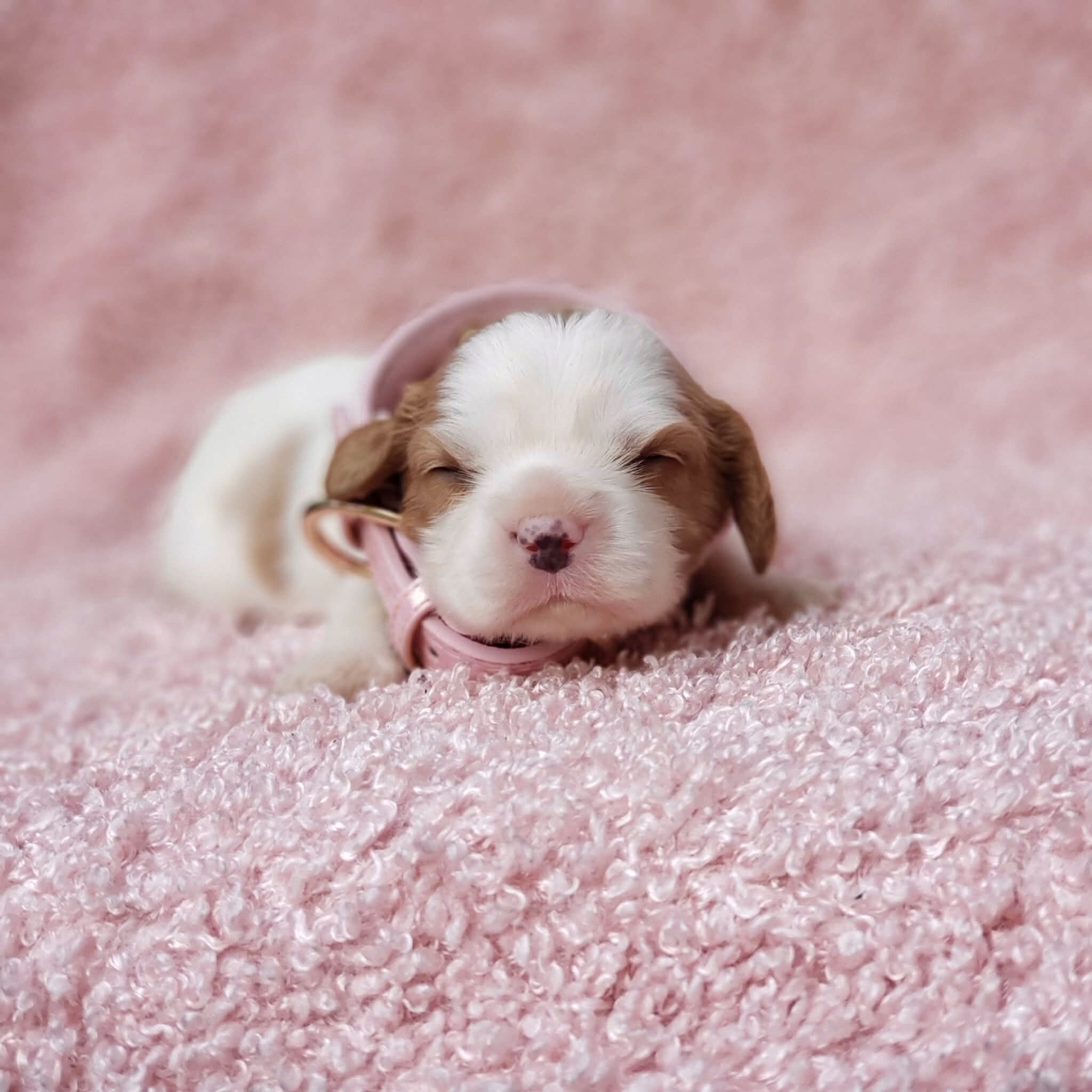 Gracie AKC Cavalier King Charles Spaniel image 7
