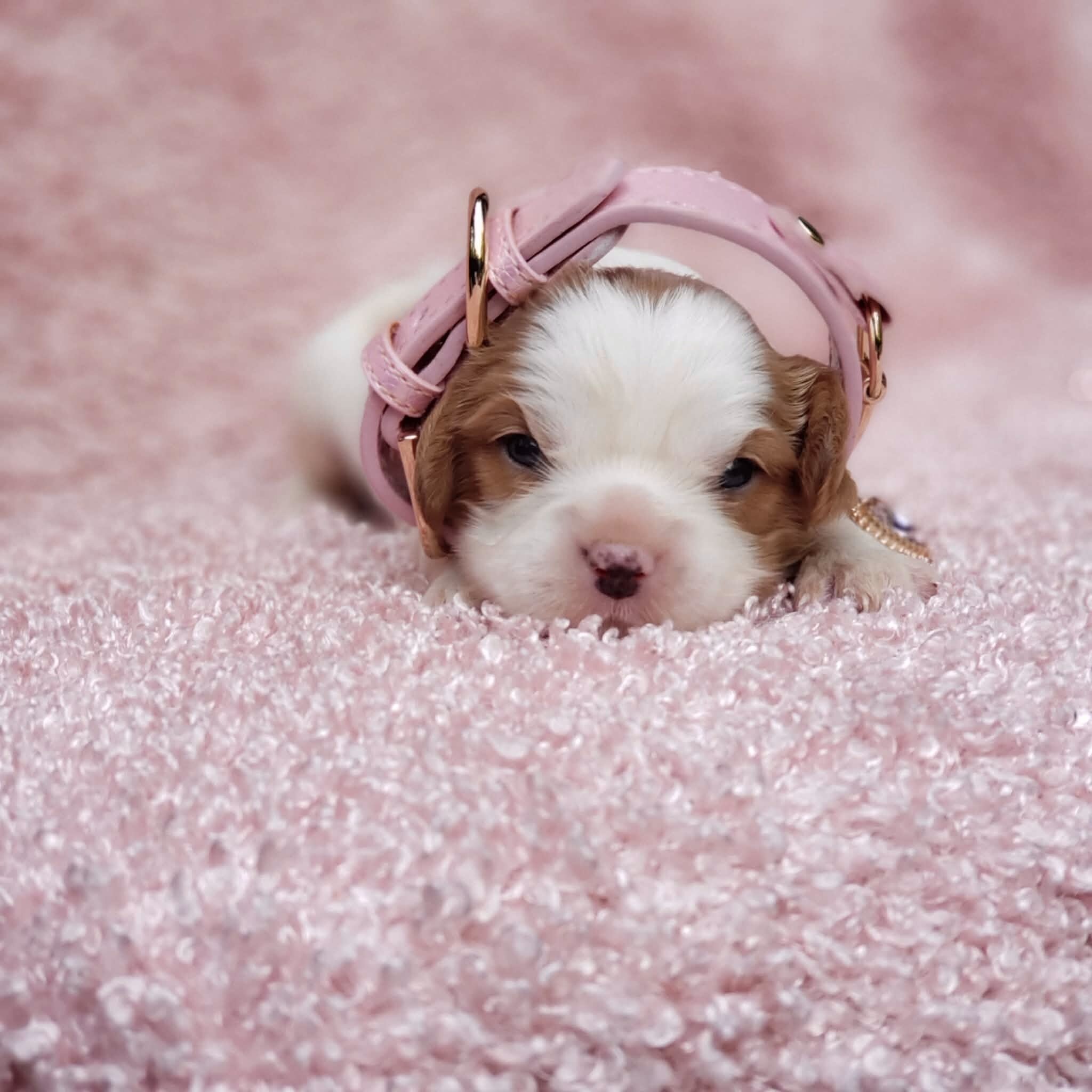 Gracie AKC Cavalier King Charles Spaniel image 5