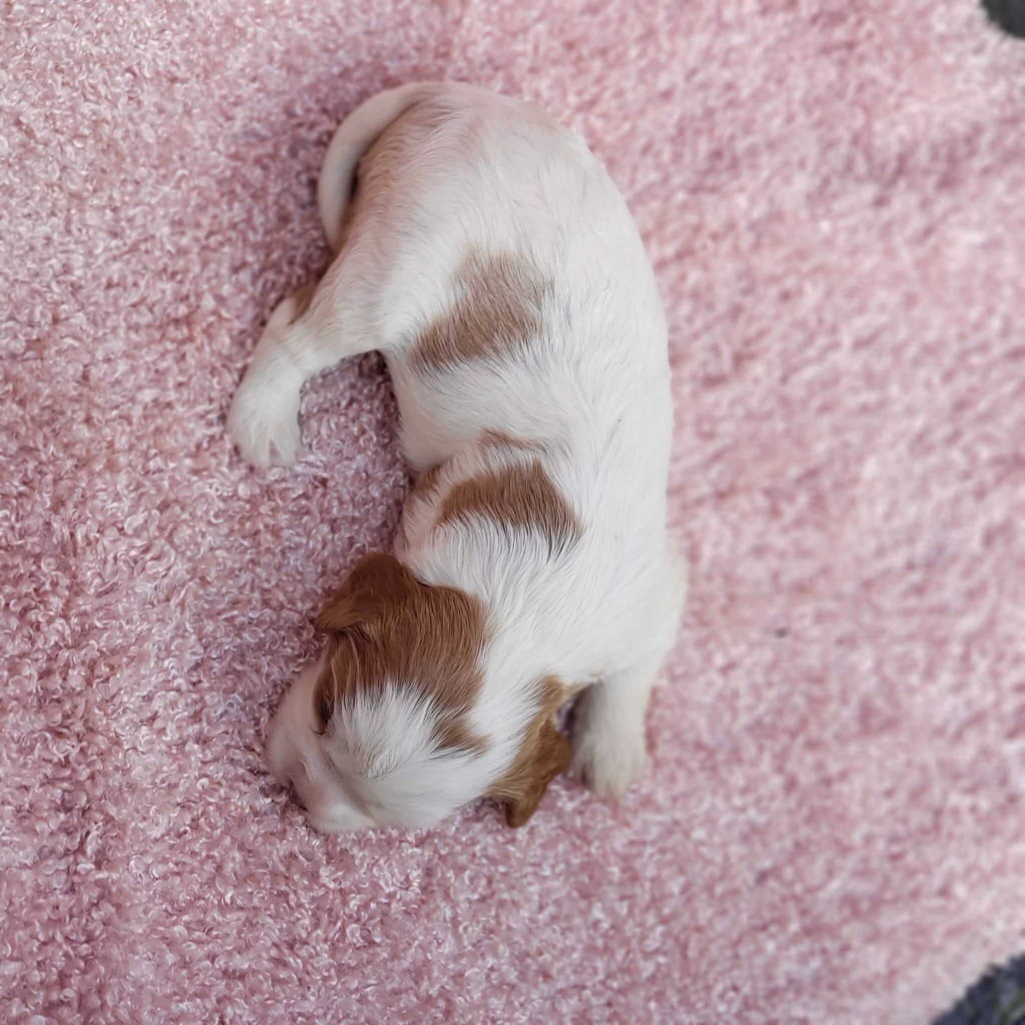 Gracie AKC Cavalier King Charles Spaniel image 8