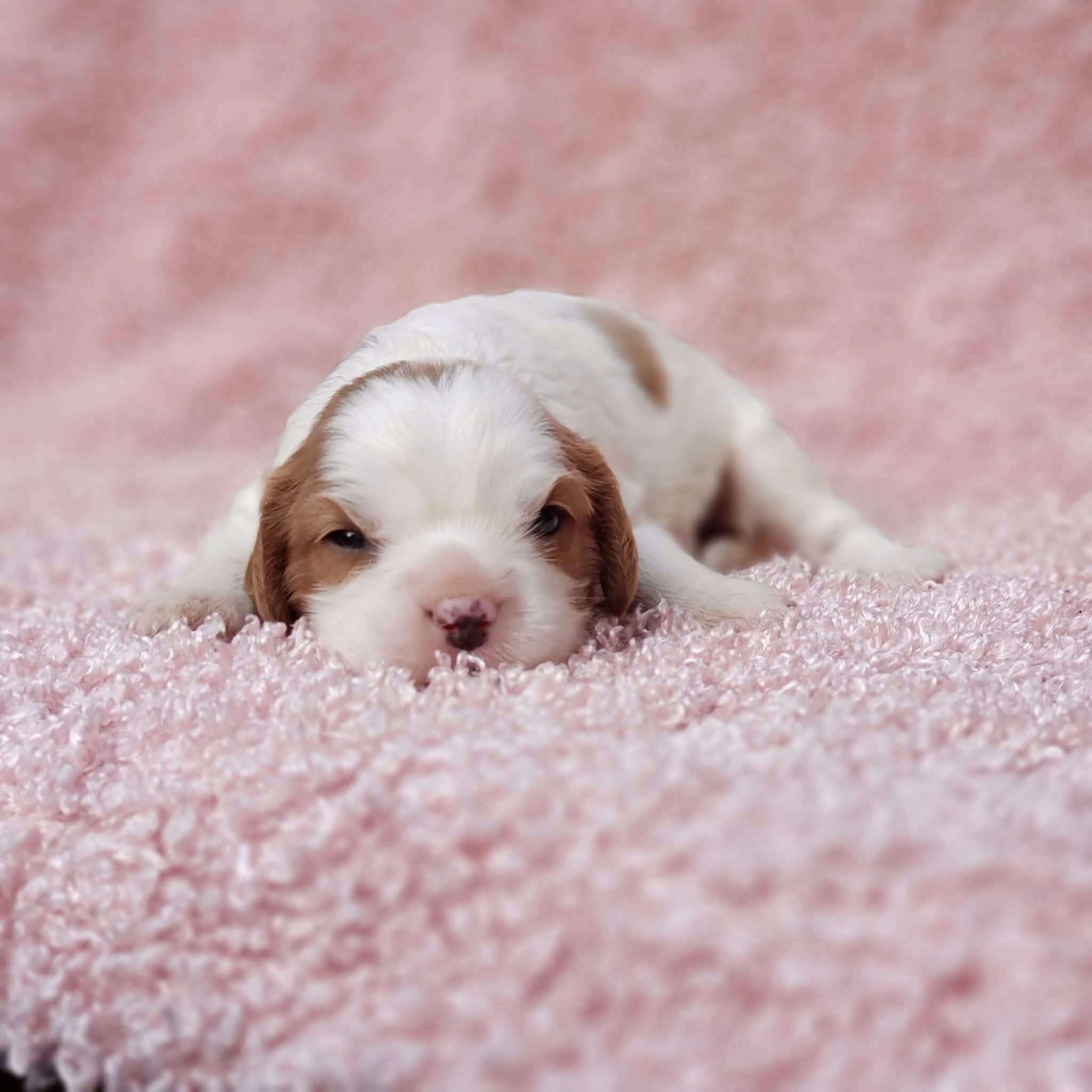 Gracie AKC Cavalier King Charles Spaniel image 2