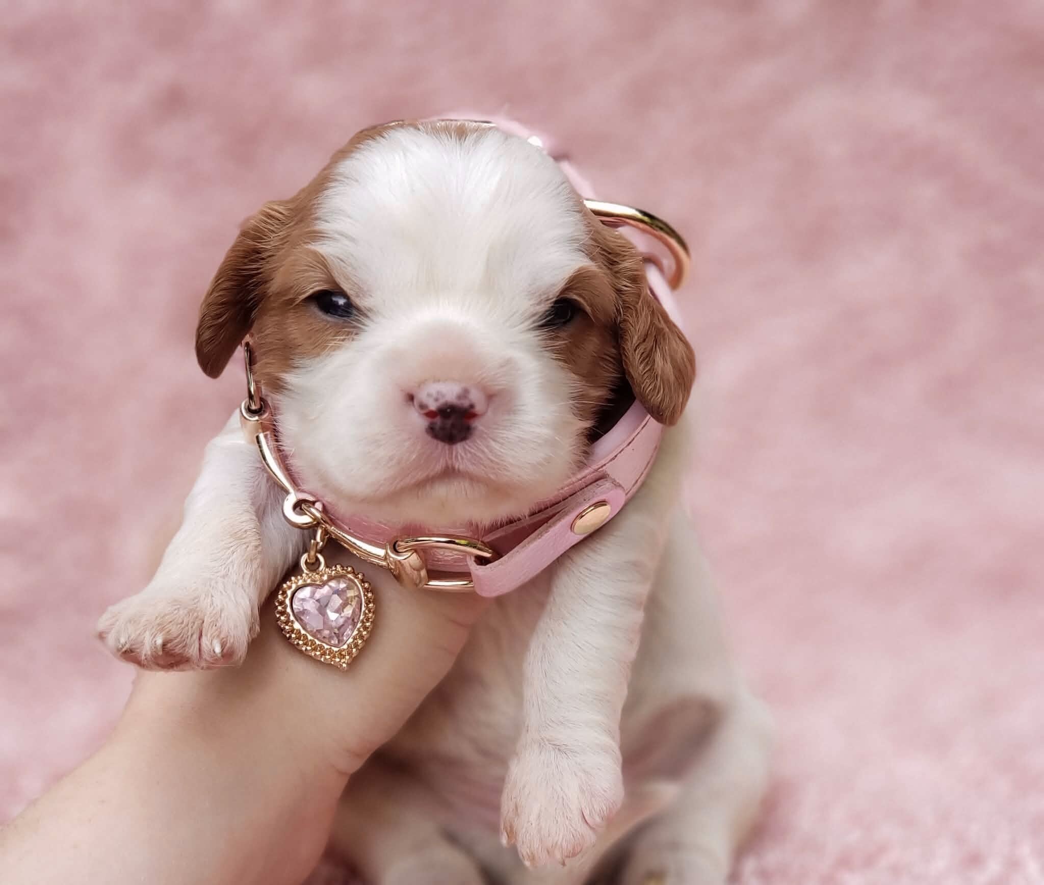 Gracie AKC Cavalier King Charles Spaniel image 4