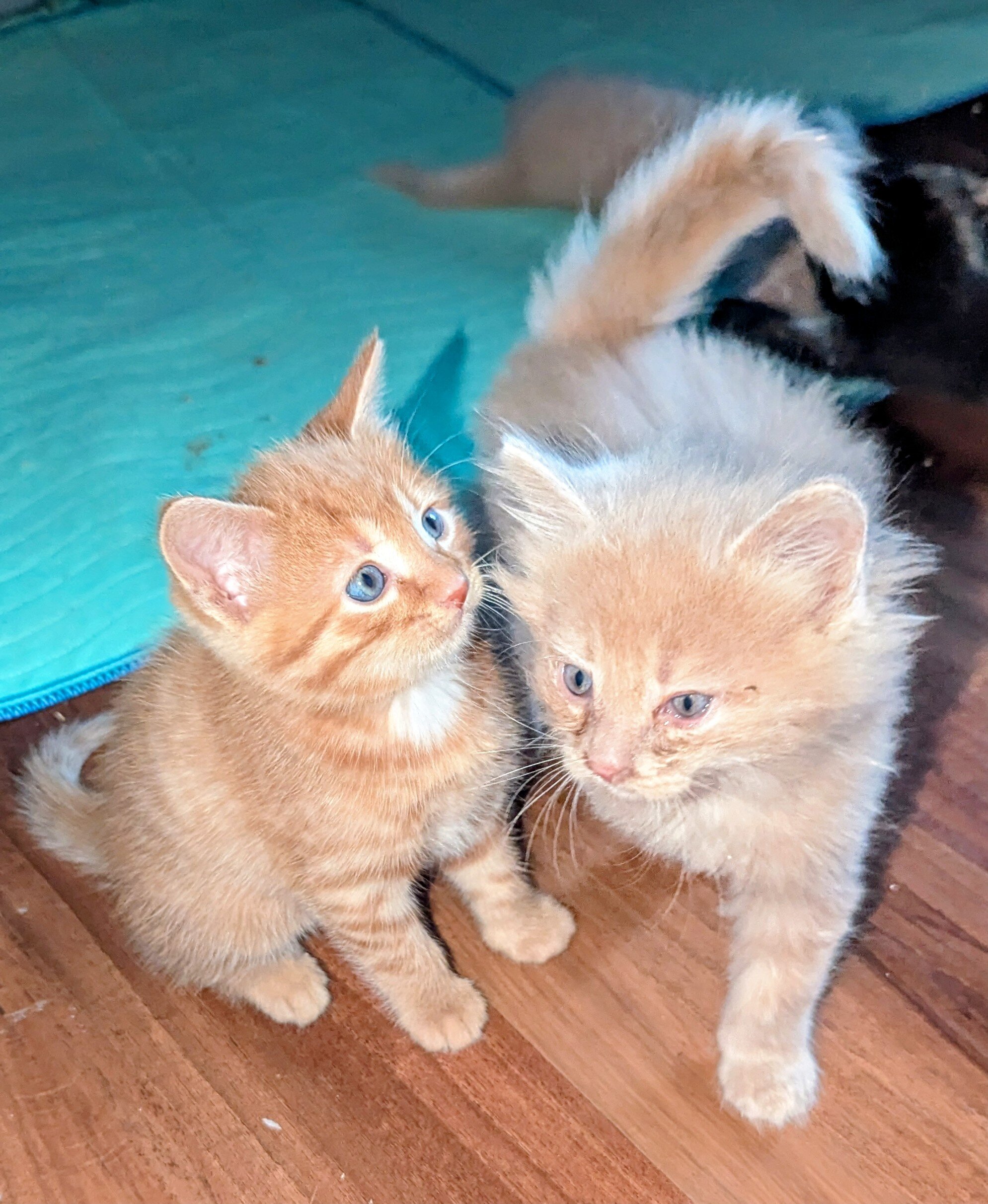 7 week old sweet kittens! image 1