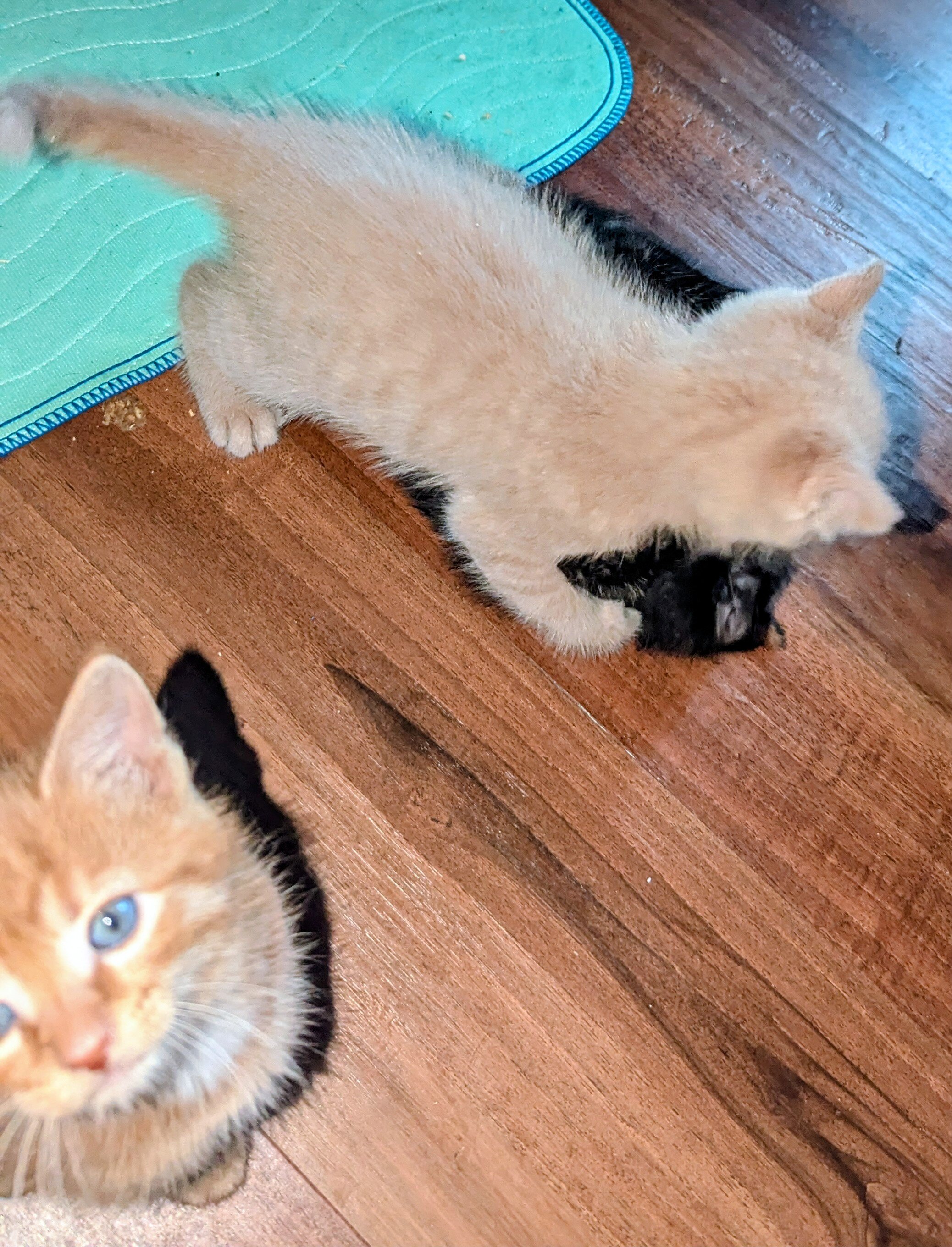 7 week old sweet kittens! image 3