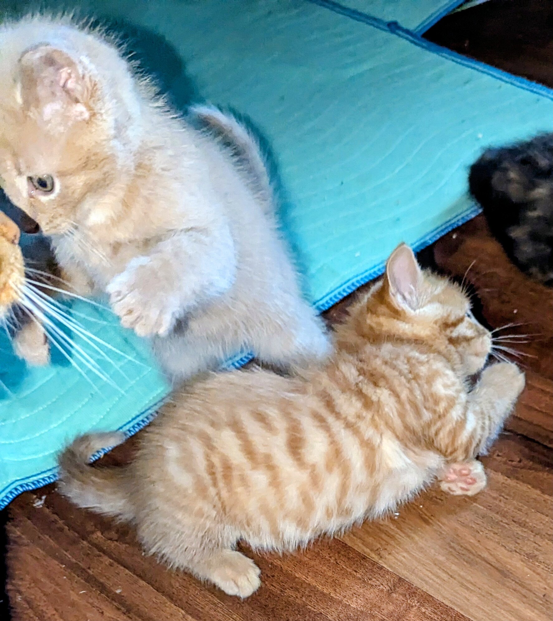 7 week old sweet kittens! image 4