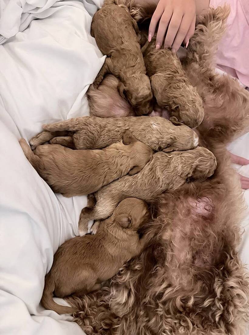 Mini Goldendoodle Puppy image 2