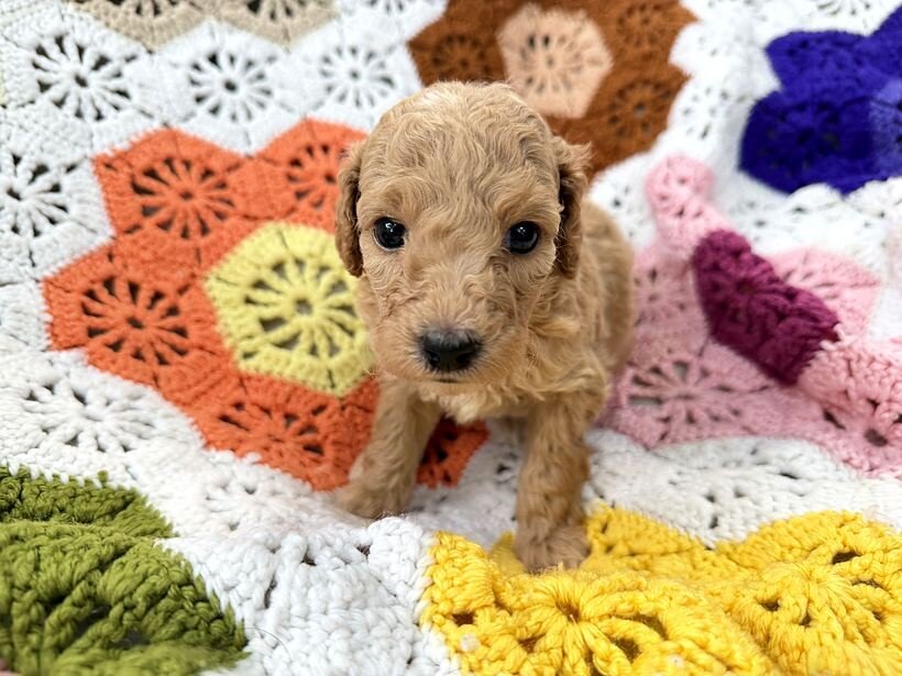 Mini Goldendoodle Puppy image 6
