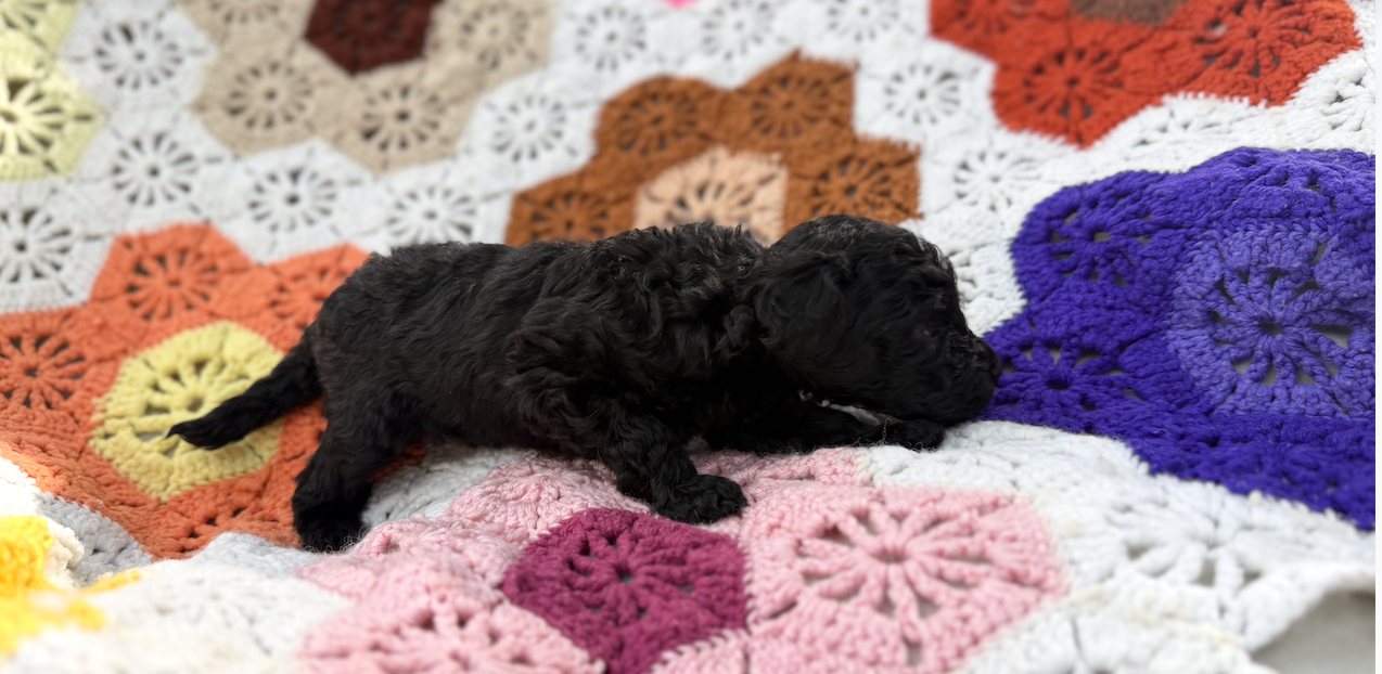 Mini Goldendoodle Puppy image 3