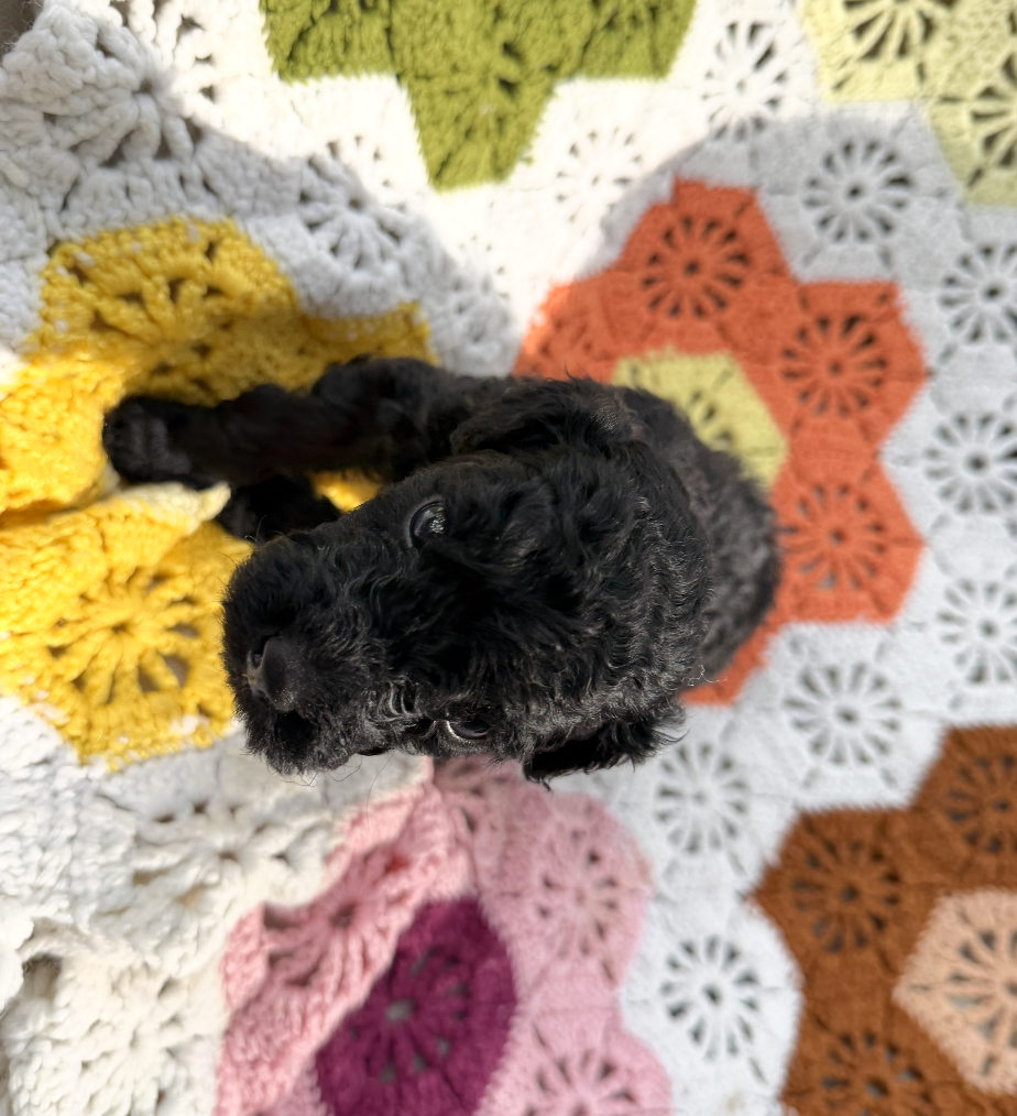 Mini Goldendoodle Puppy image 4