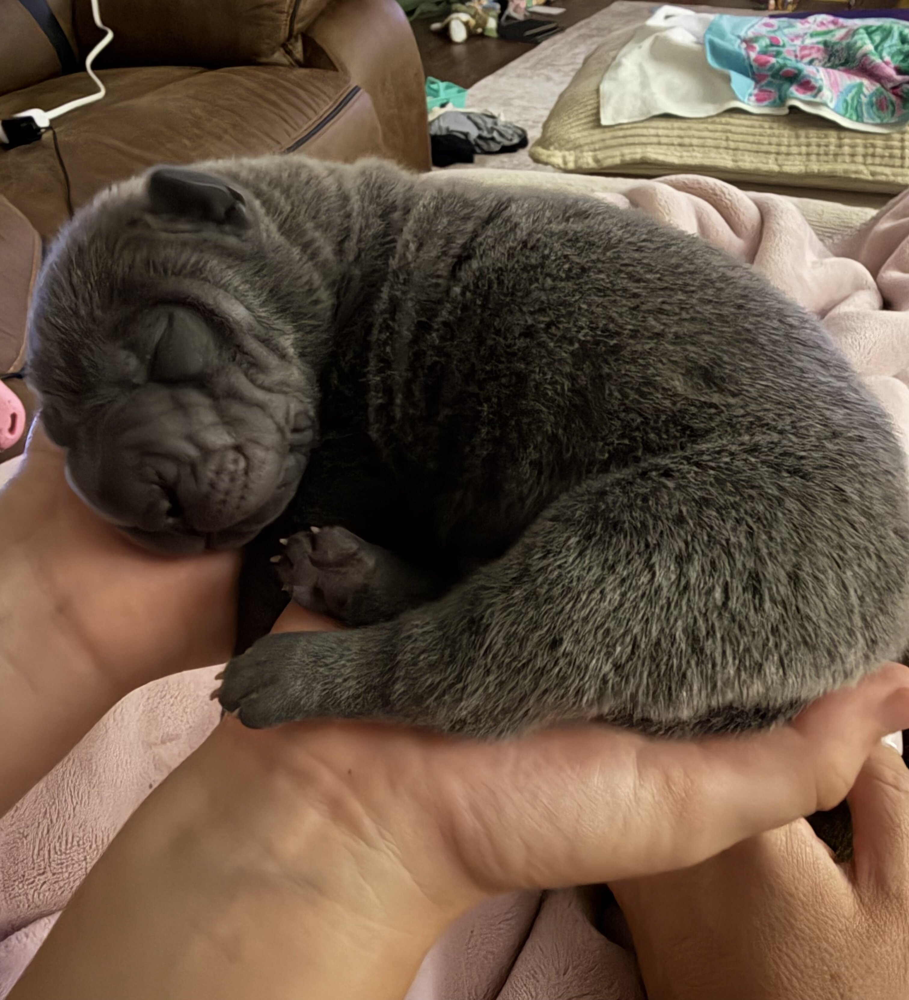 Sharpei puppies image 2