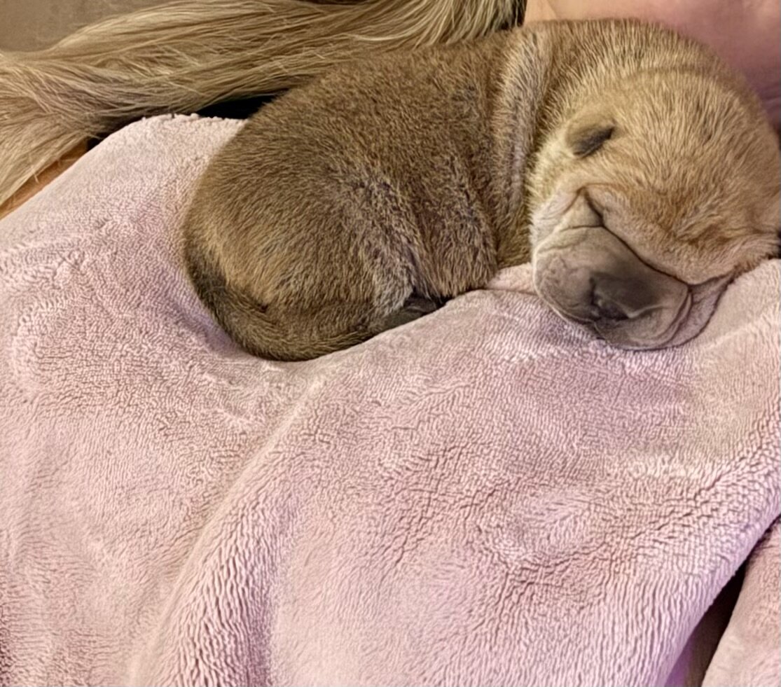 Sharpei puppies image 1